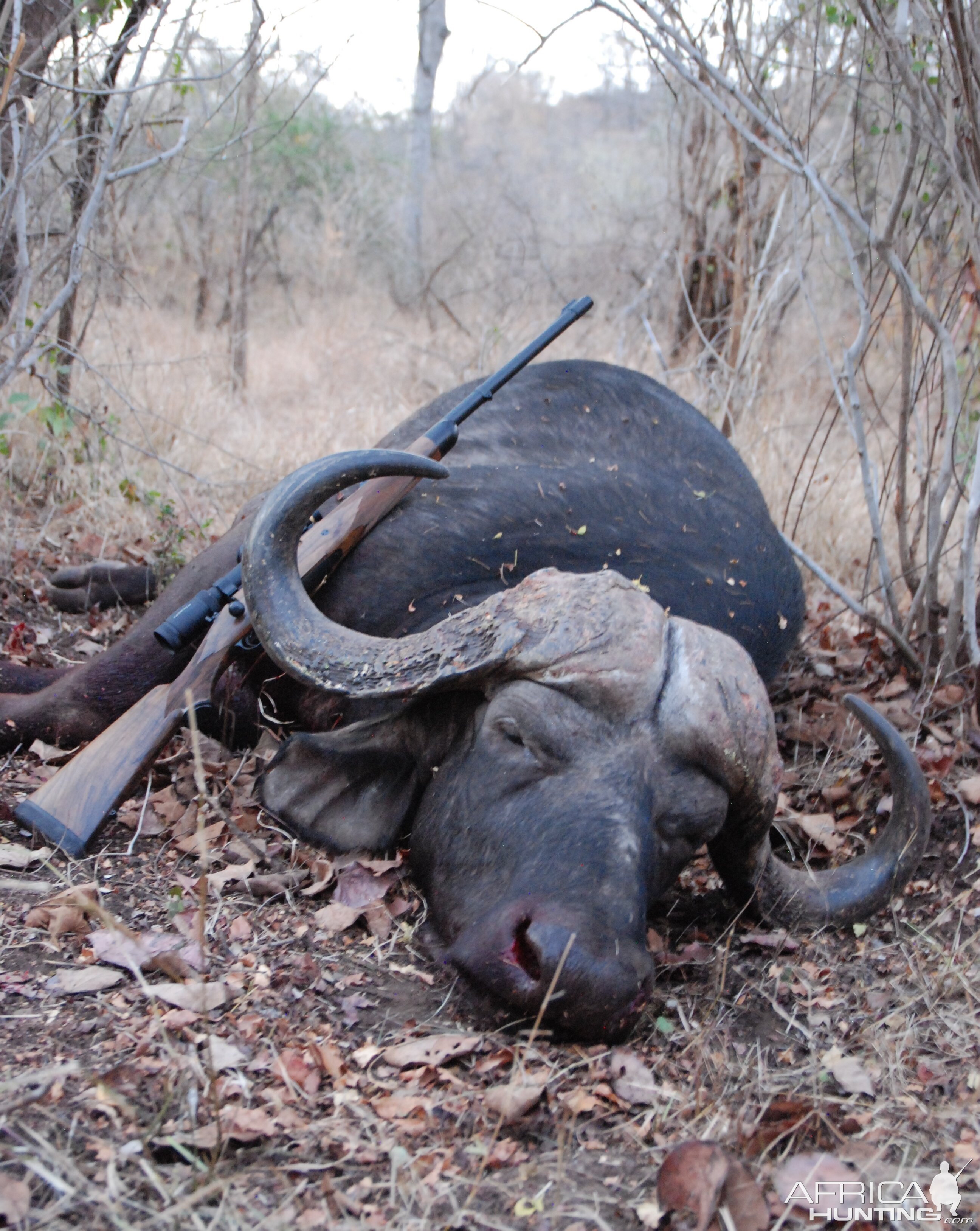 Cape Buffalo Hunt Zimbabwe