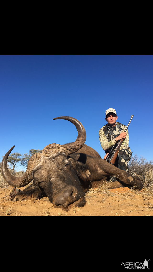 Cape Buffalo Hunt