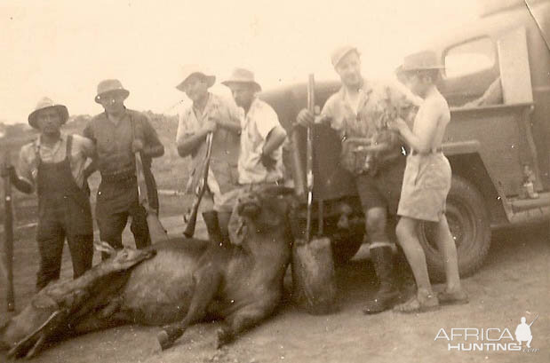 Cape Buffalo Hunt