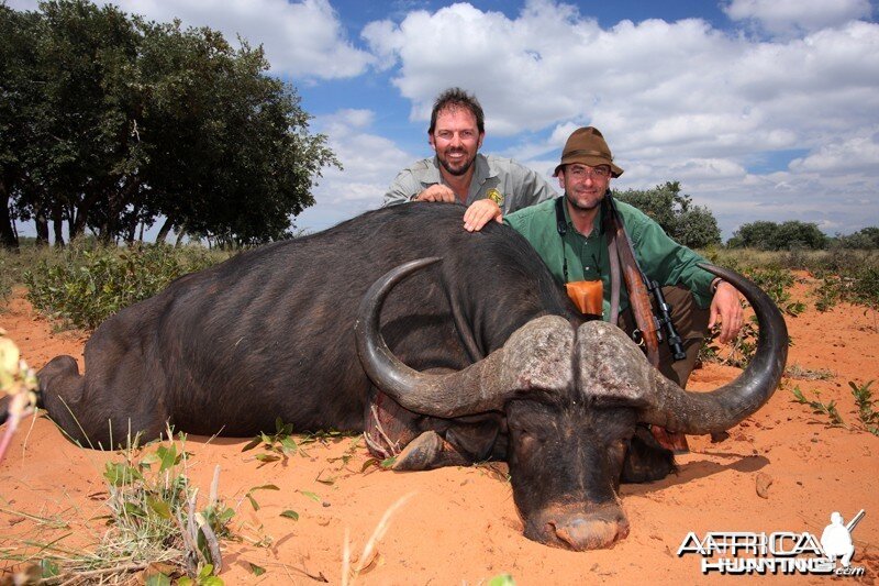 Cape Buffalo hunted in Namibia Waterberg Plateau