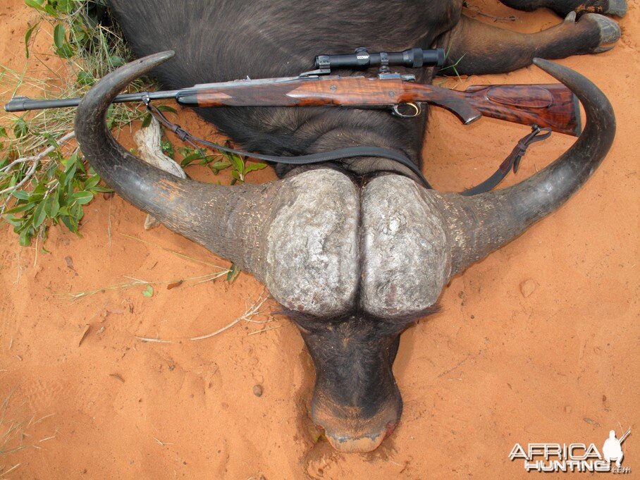 Cape Buffalo hunted in Namibia Waterberg Plateau