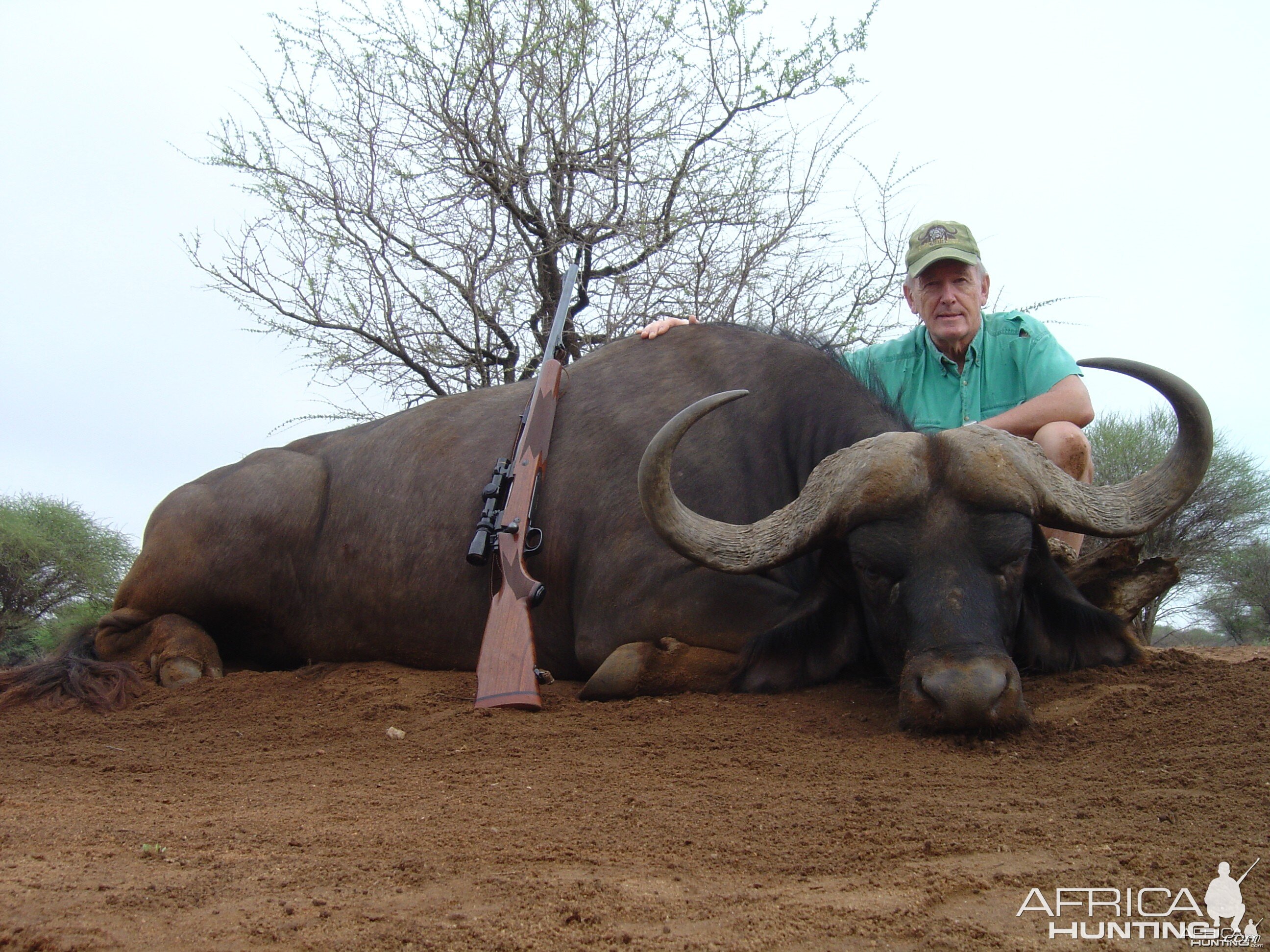 Cape Buffalo hunted in South Africa