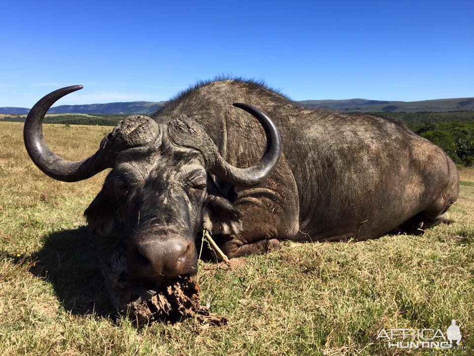 Cape Buffalo Hunting in South Africa