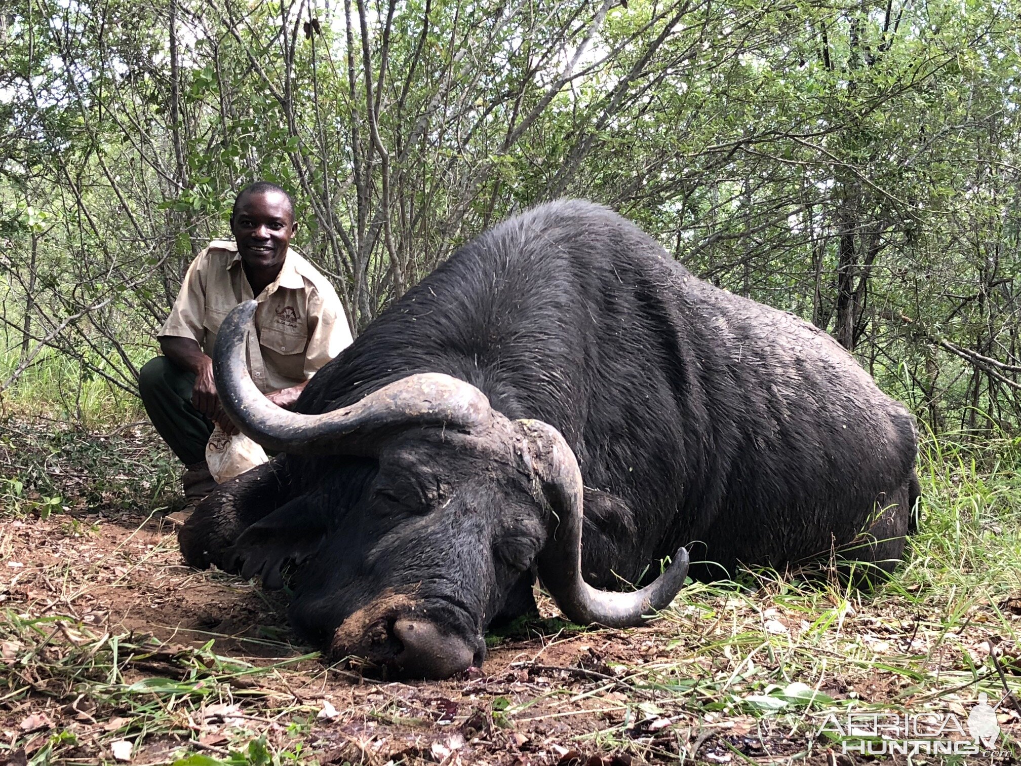 Cape Buffalo Hunting in Zimbabwe