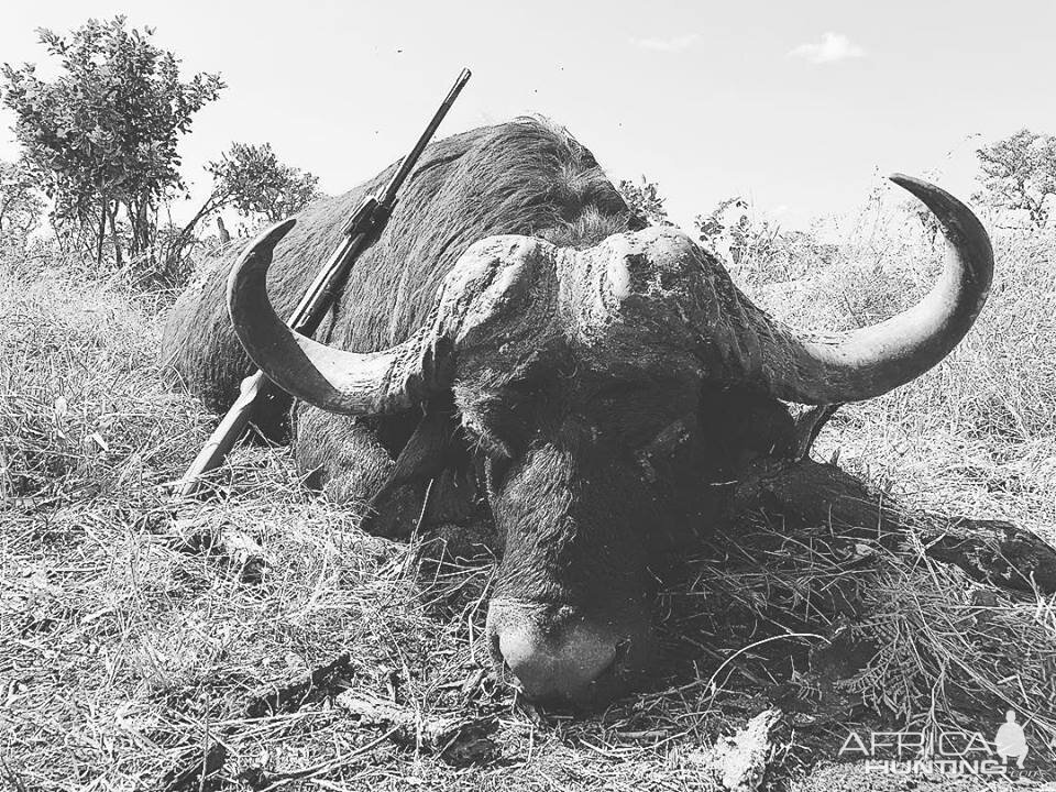 Cape Buffalo Hunting Mozambique