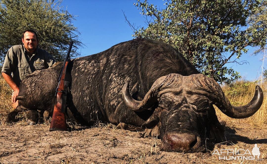 Cape Buffalo Hunting Namibia