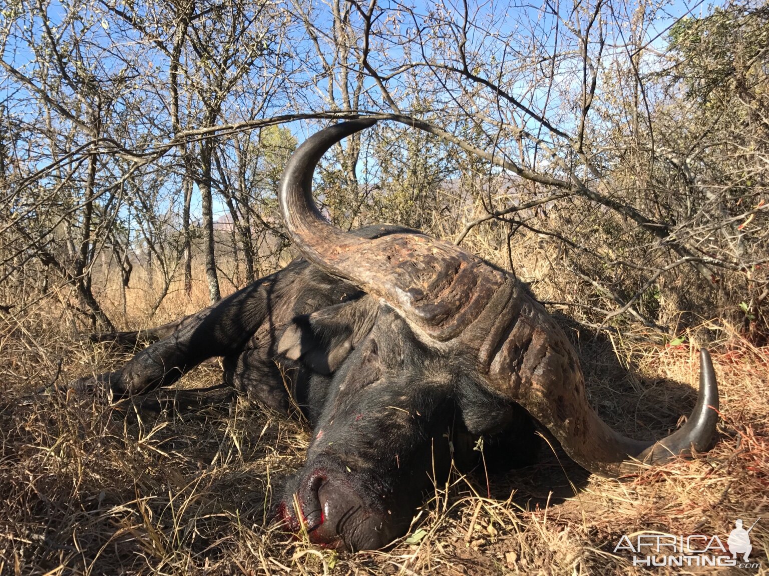 Cape Buffalo Hunting South Africa