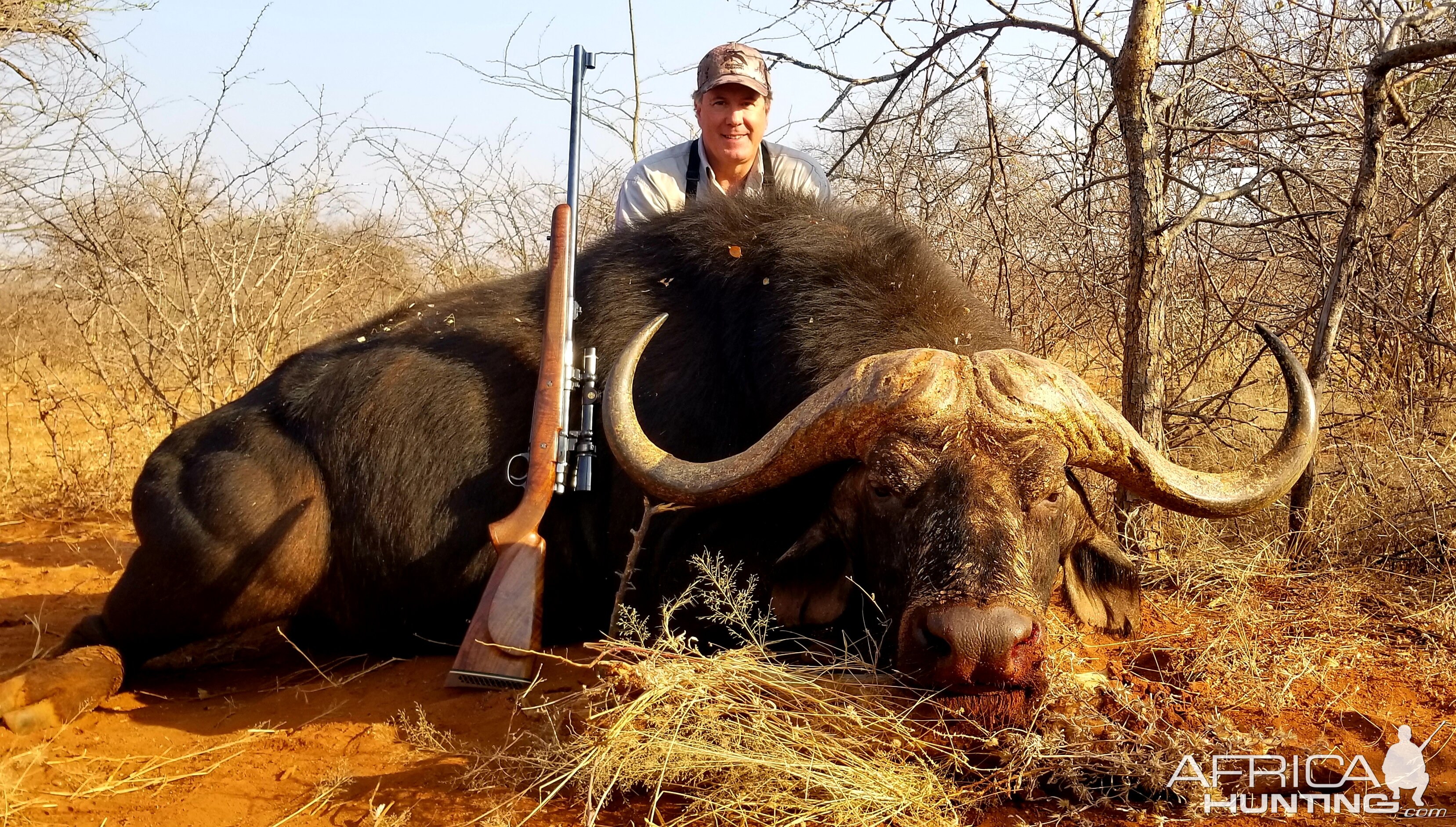 Cape Buffalo in Limpopo