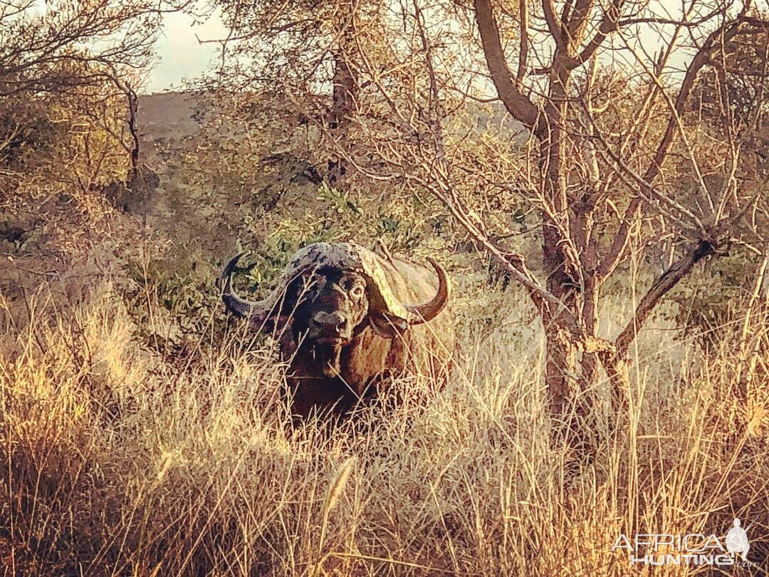 Cape Buffalo in Mozmbique