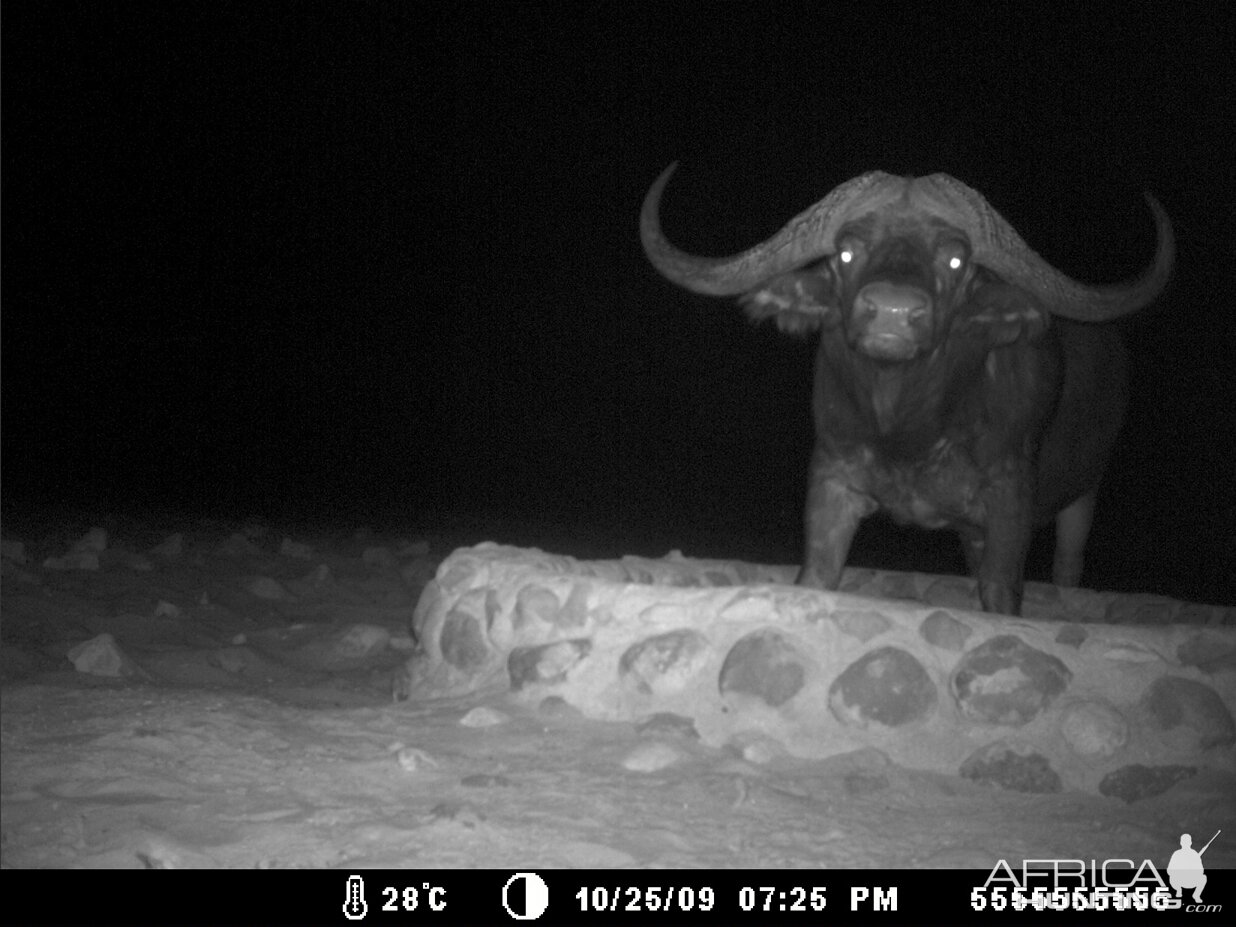 Cape Buffalo in Namibia Waterberg Plateau