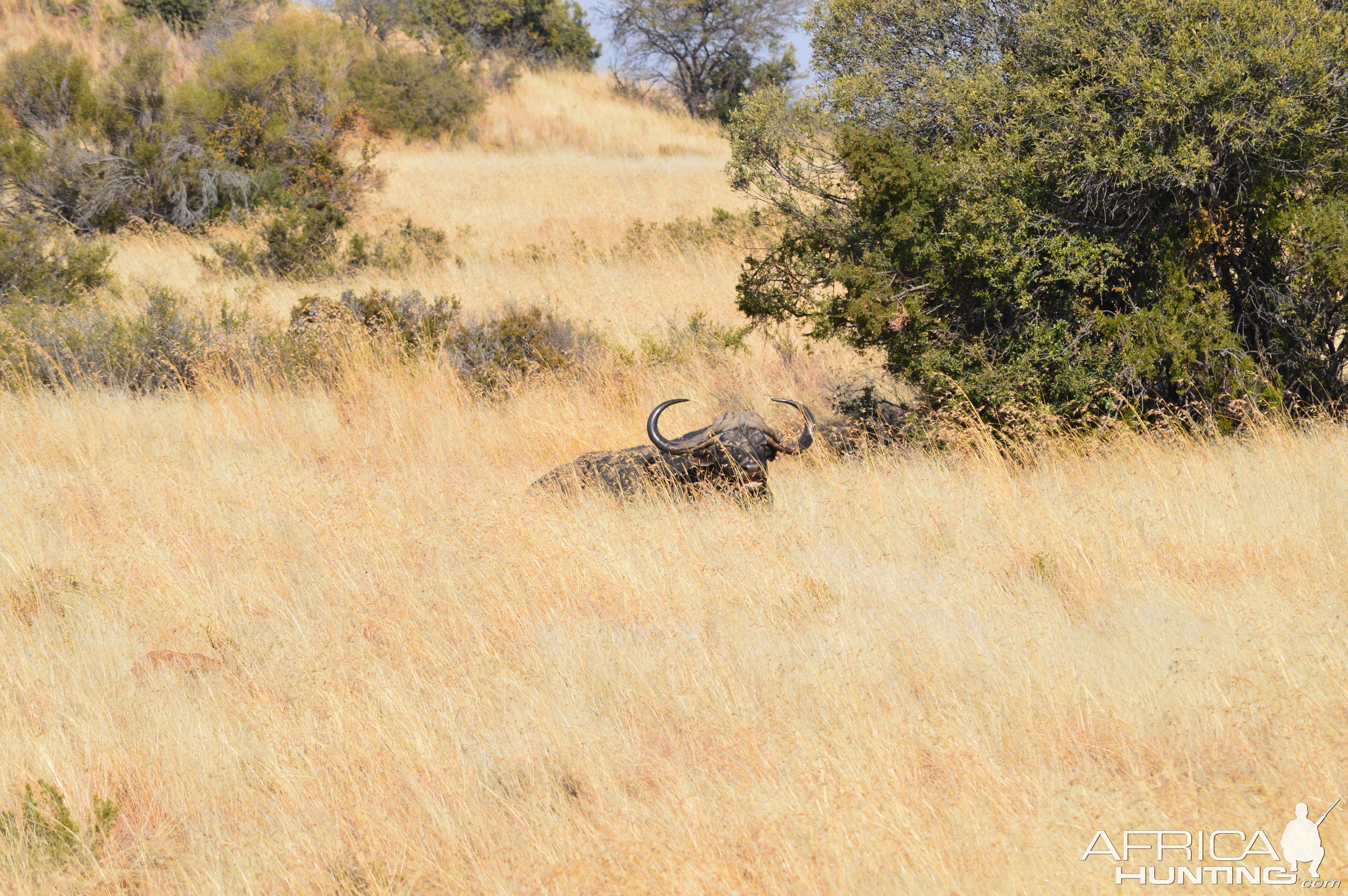 Cape Buffalo in South Africa