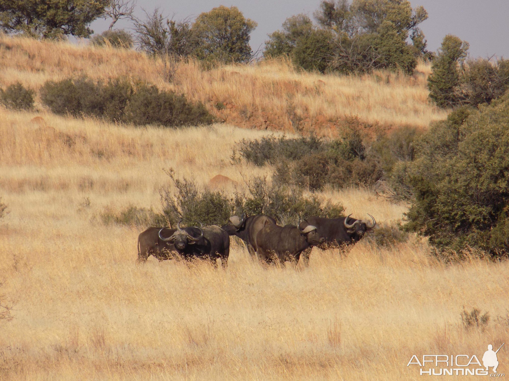 Cape Buffalo in South Africa