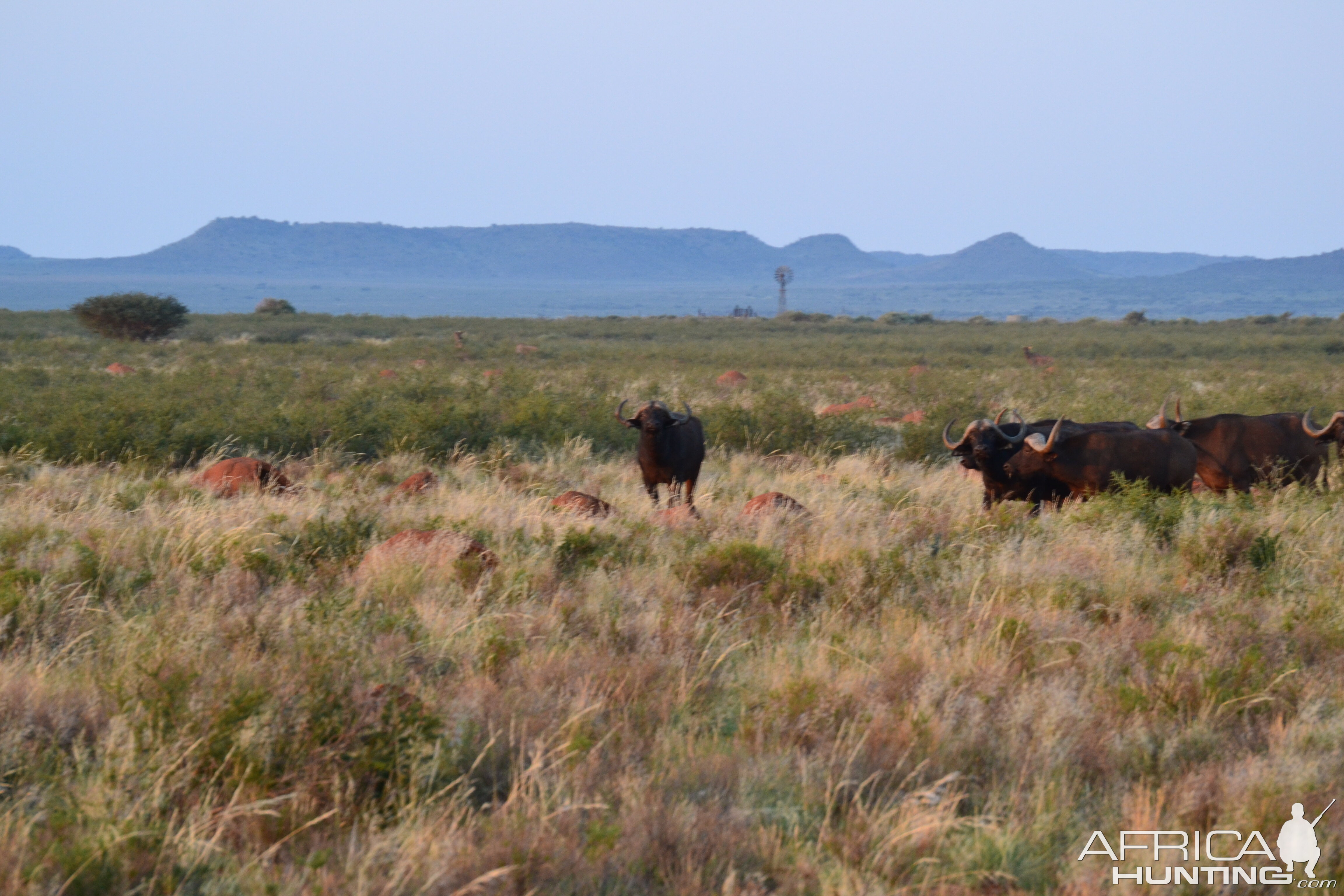 Cape Buffalo in South Africa