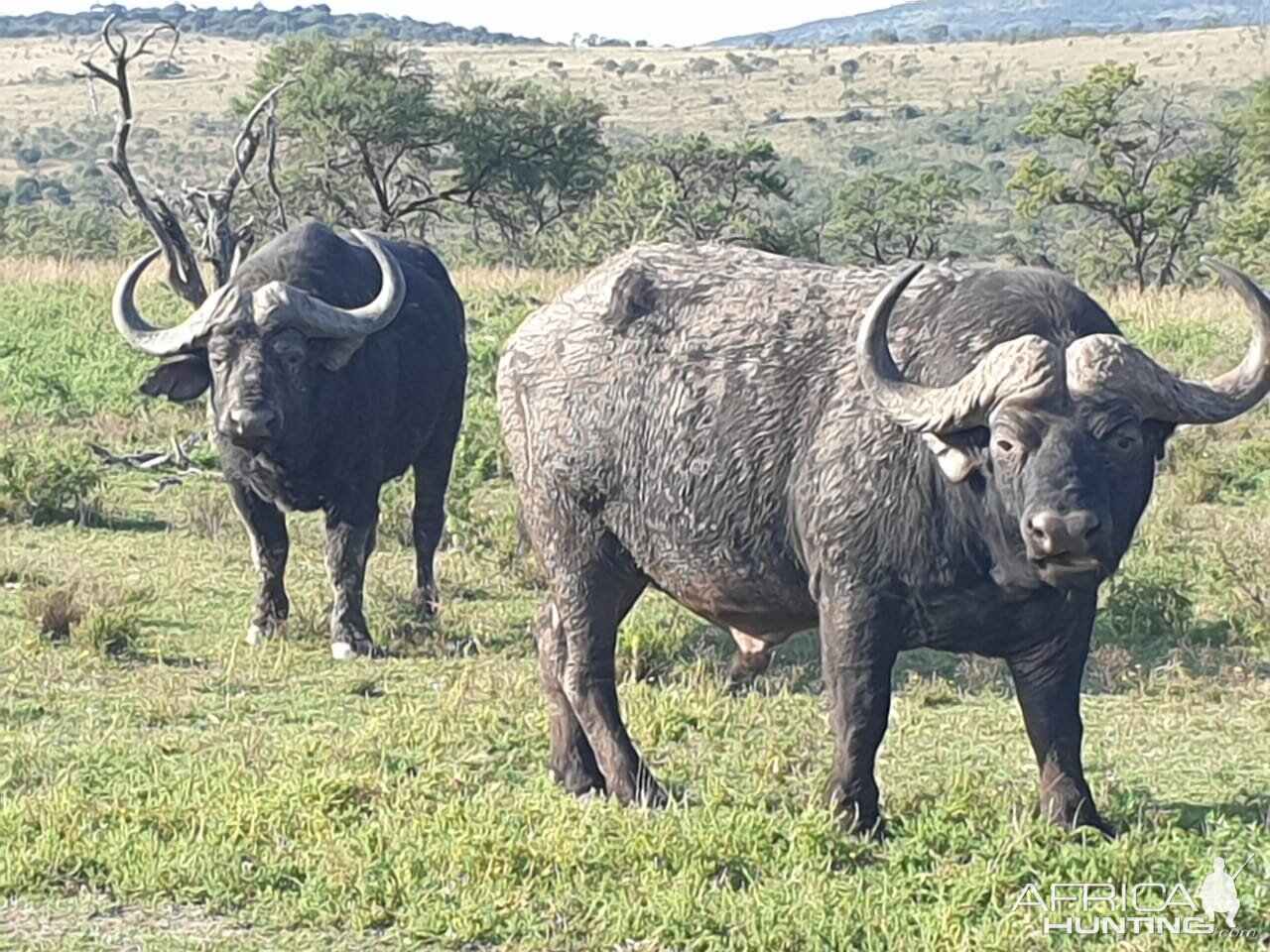 Cape Buffalo in South Africa