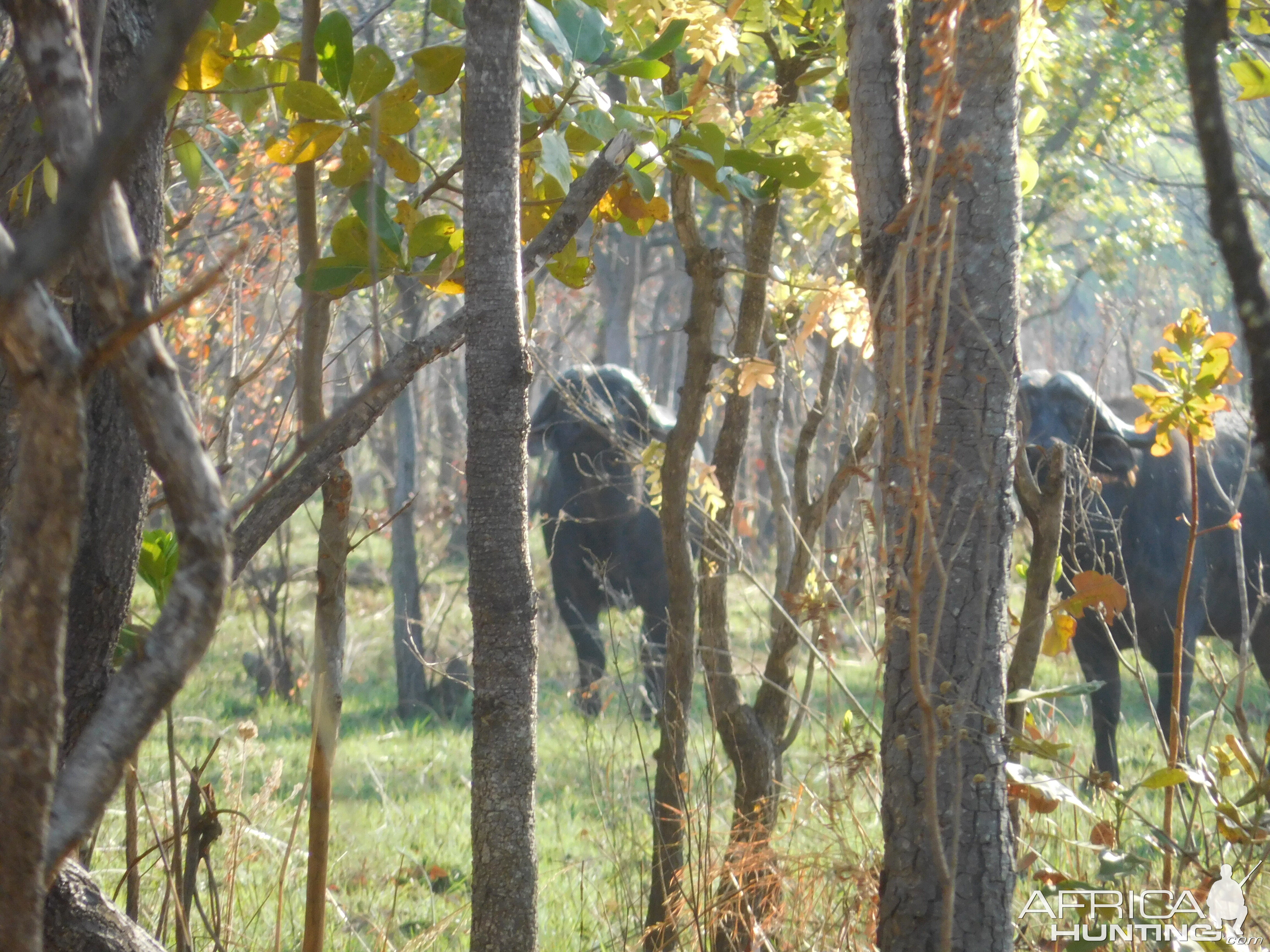 Cape Buffalo in Tanzania