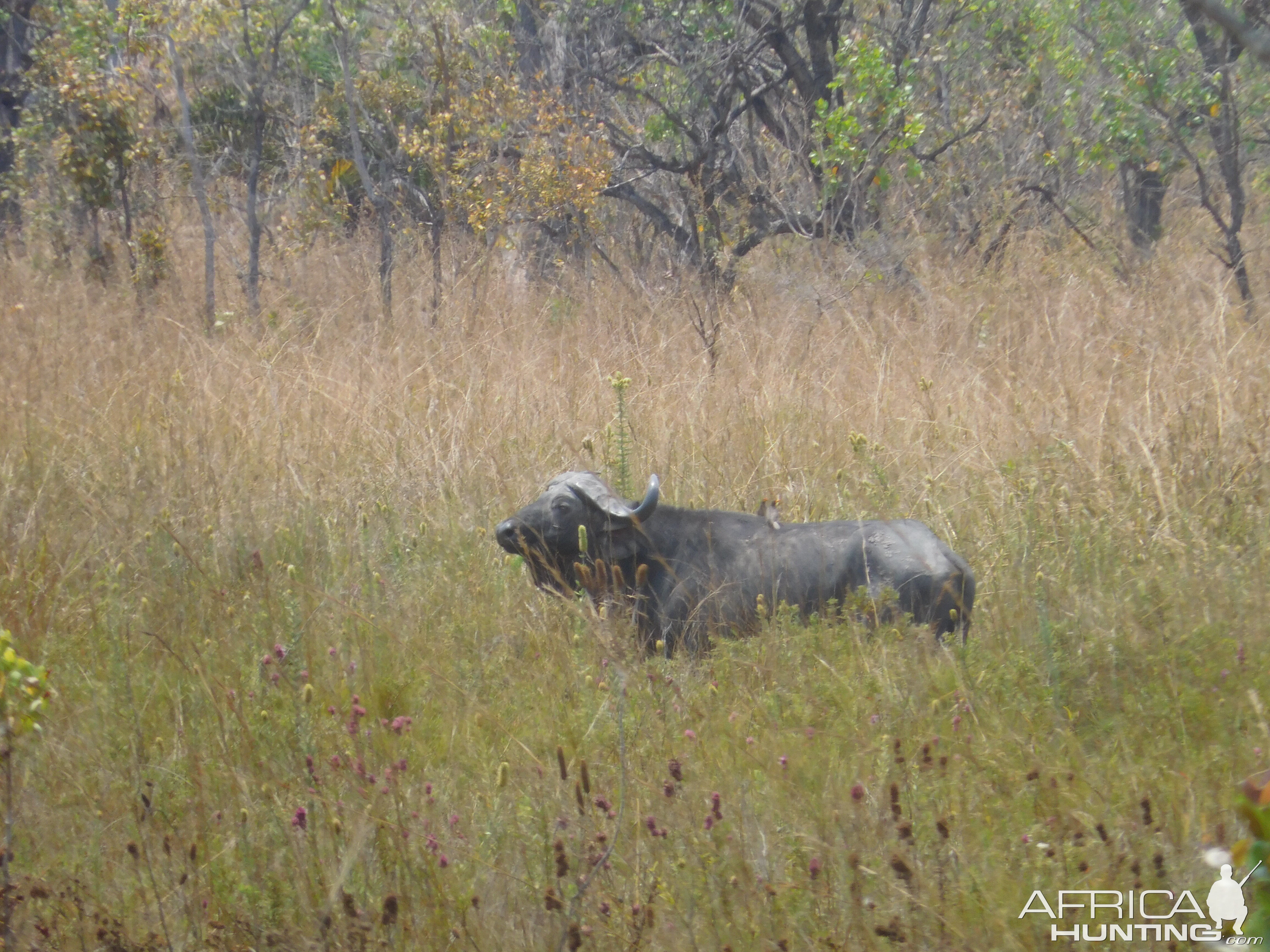 Cape Buffalo  in Tanzania