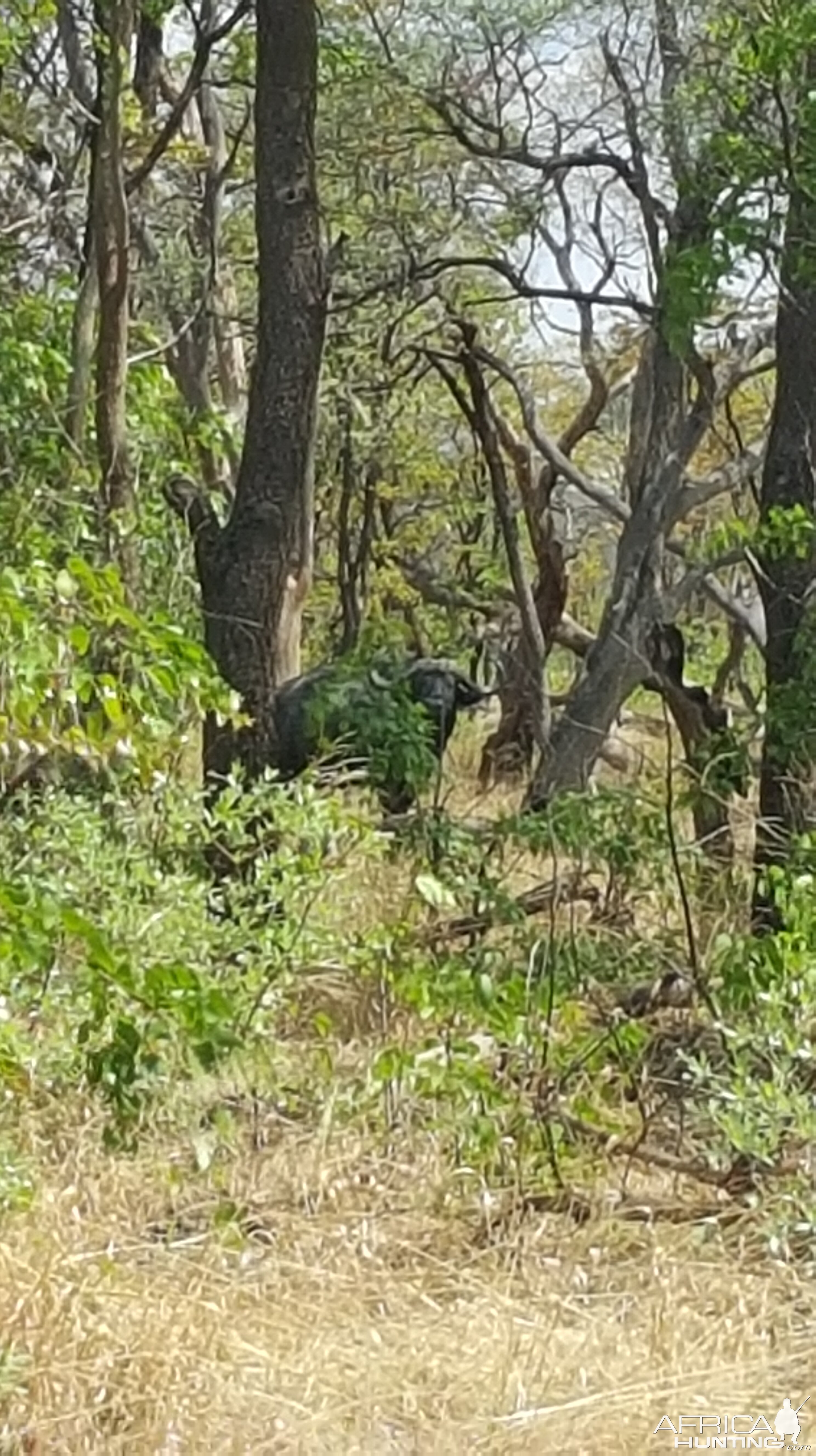 Cape Buffalo in the Caprivi Namibia