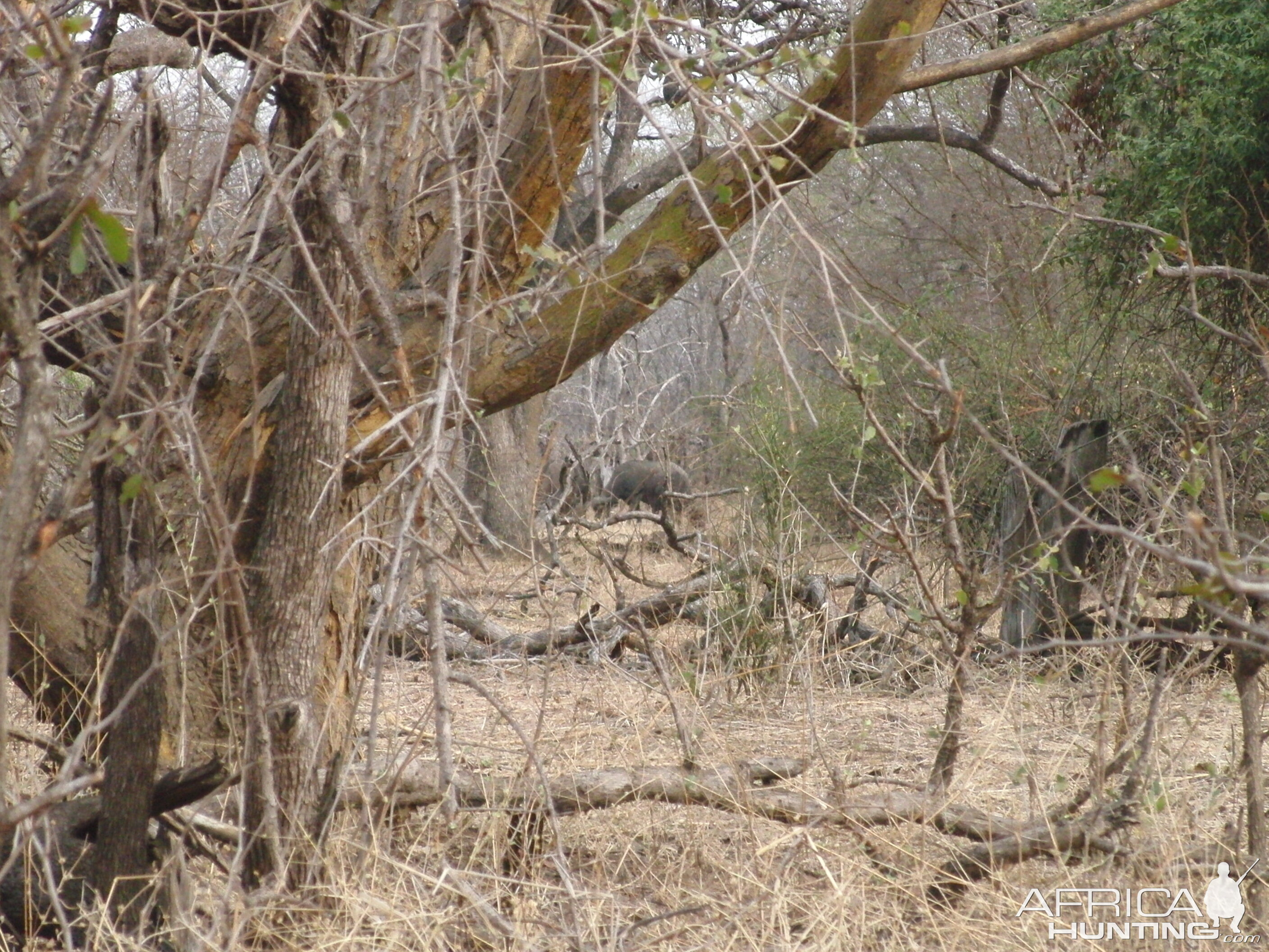 Cape Buffalo in the thick cover