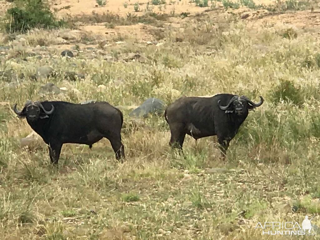 Cape Buffalo Mozambique