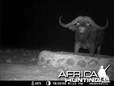 Cape buffalo Namibia