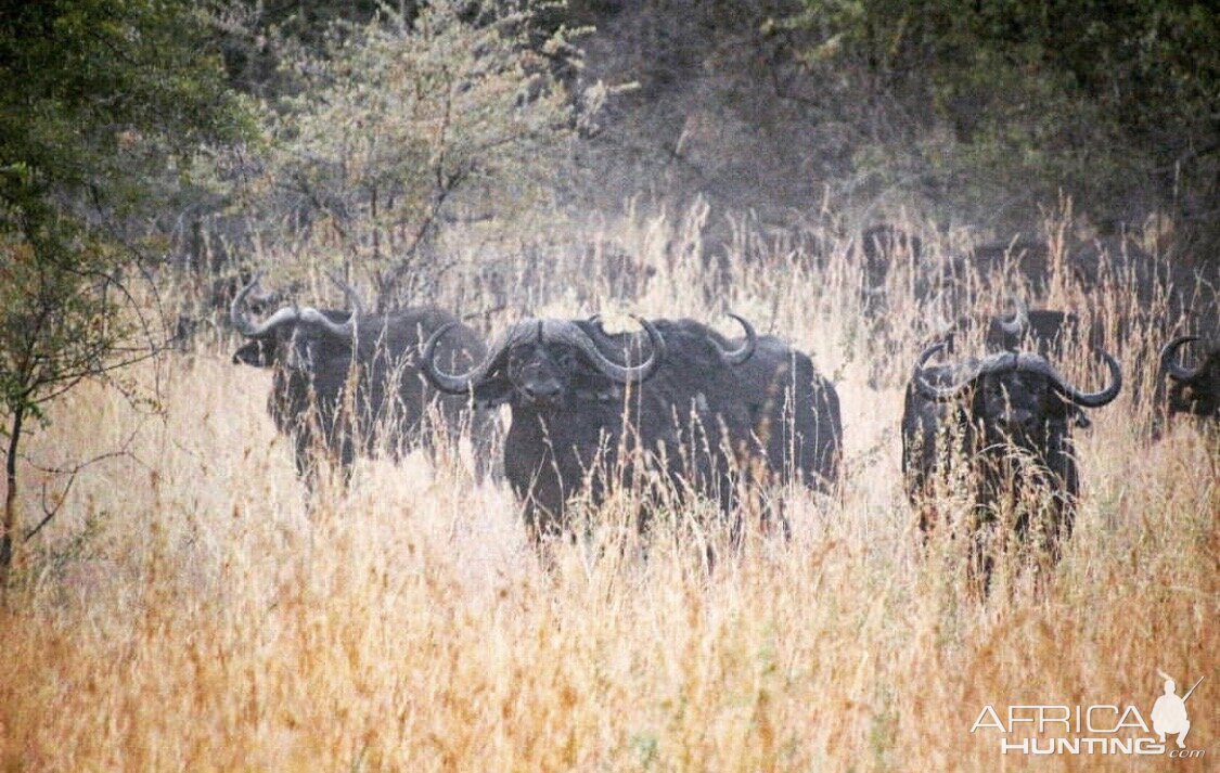 Cape Buffalo Namibia