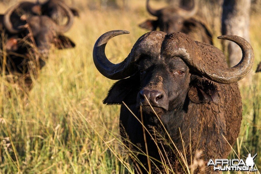 Cape Buffalo on Zululand Rhino Reserve