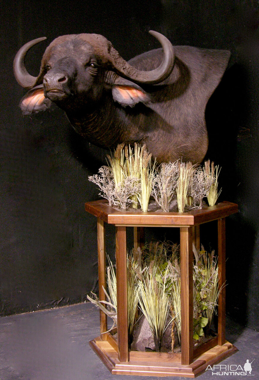 Cape Buffalo Pedestal Mount Taxidermy