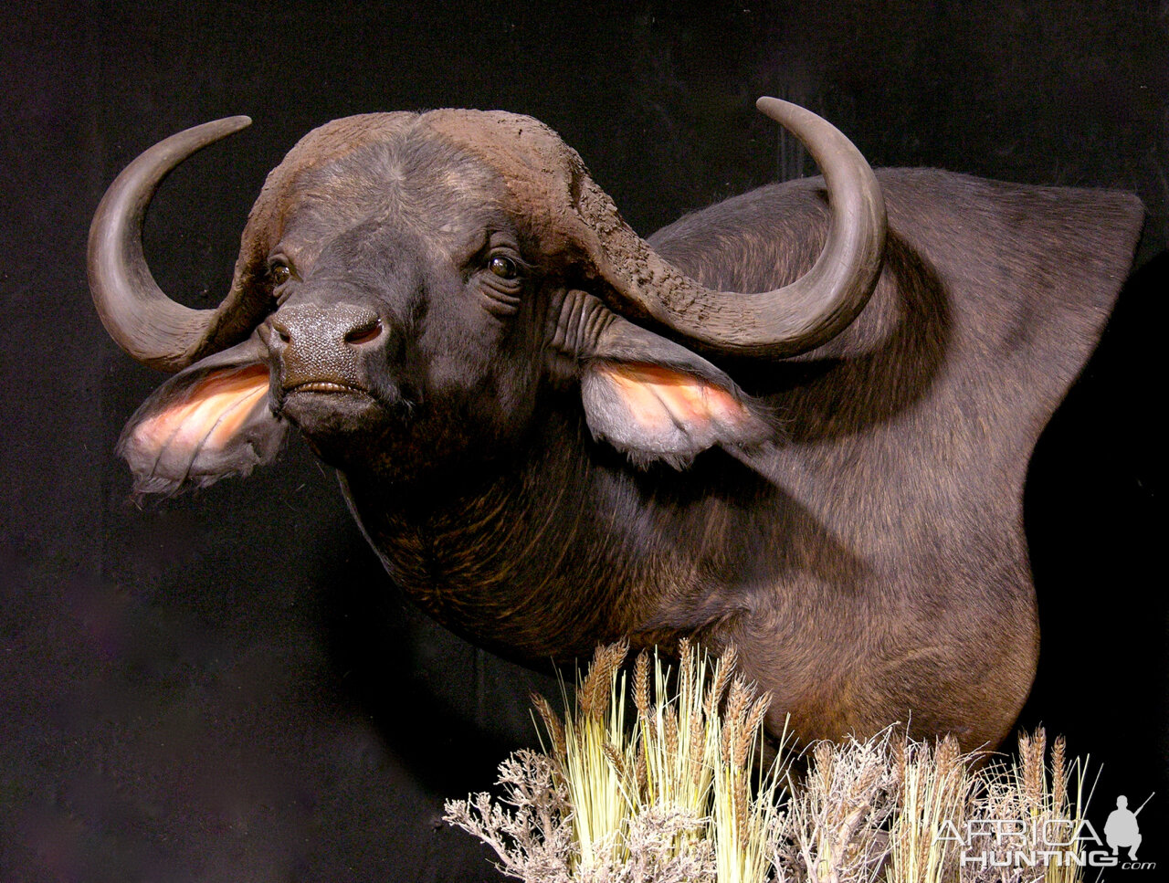 Cape Buffalo Pedestal Mount Taxidermy