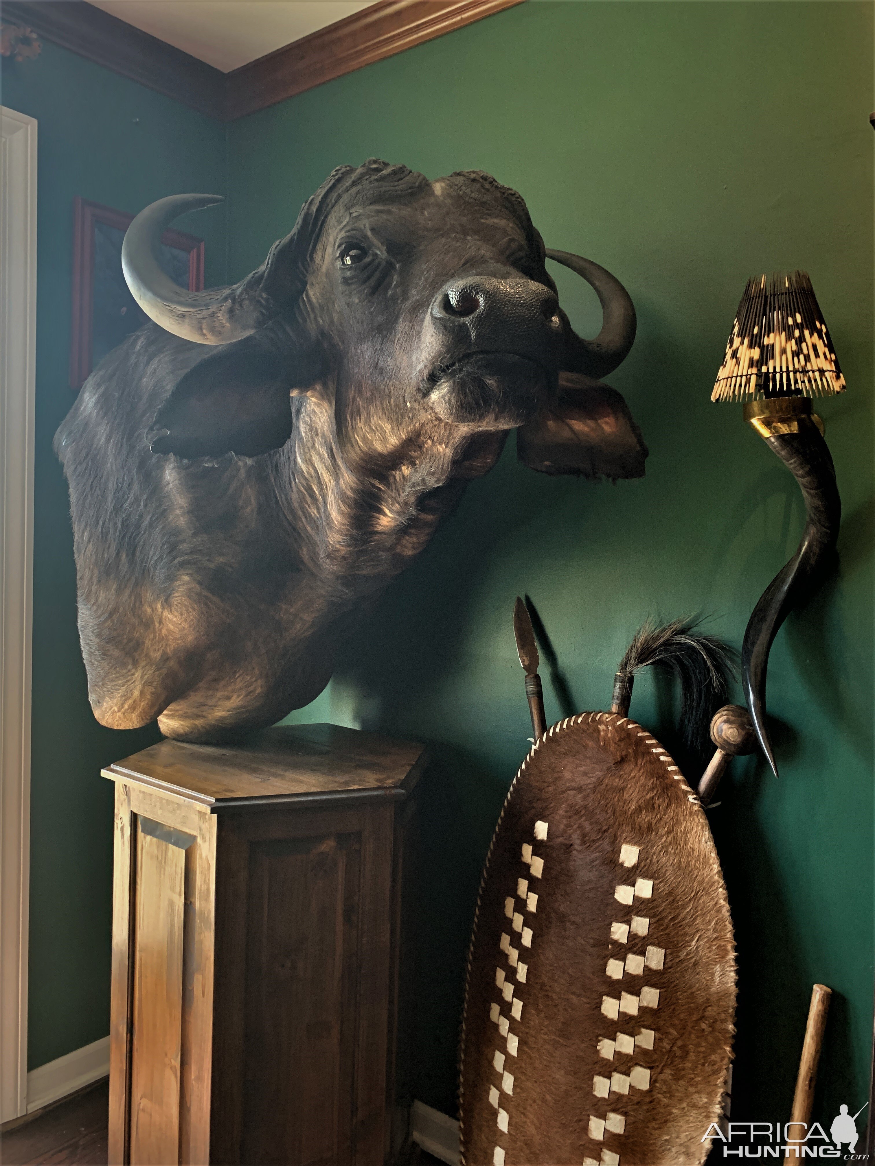 Cape Buffalo Pedestal Taxidermy