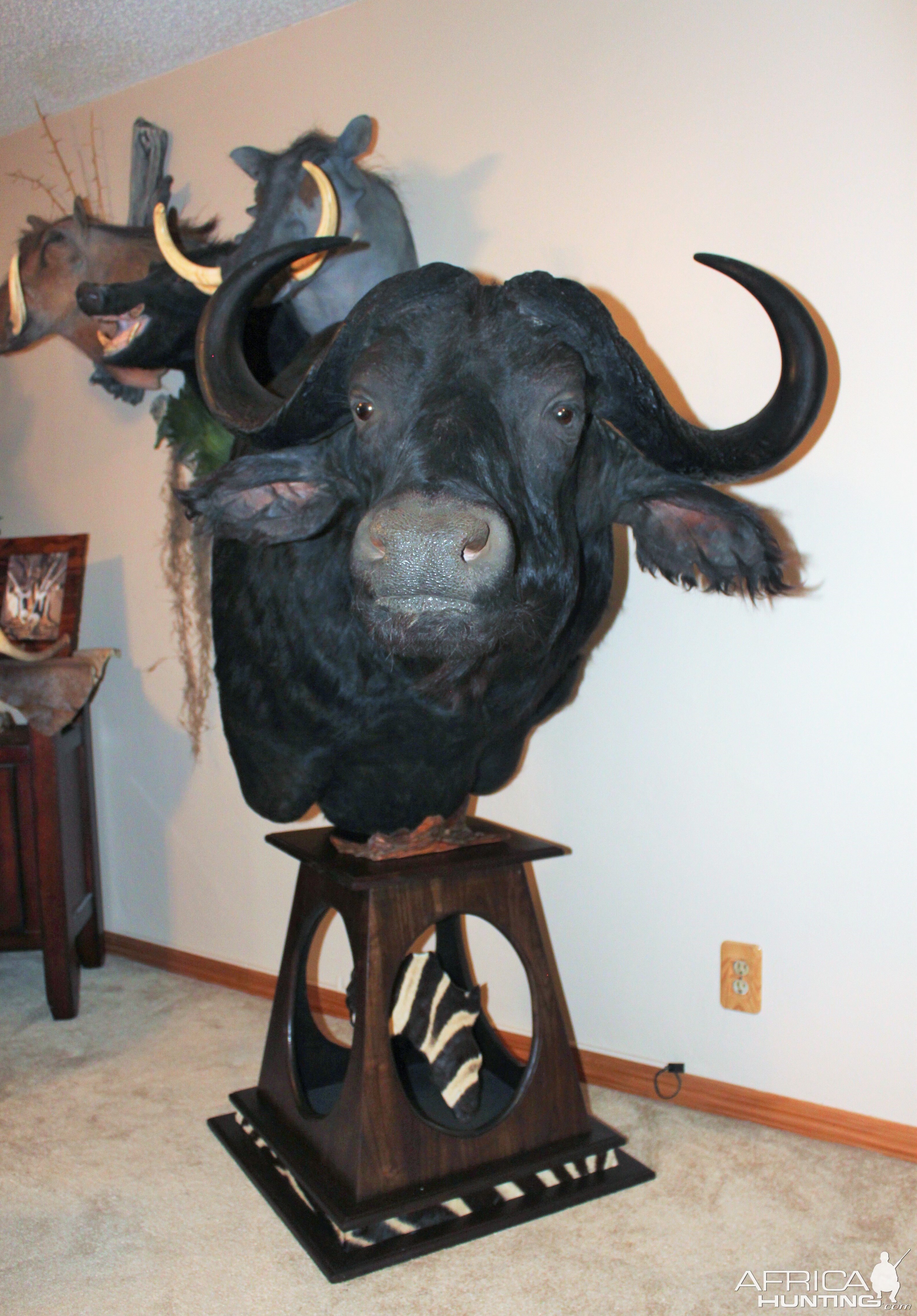 Cape Buffalo Shoulder Mount Pedestal Taxidermy