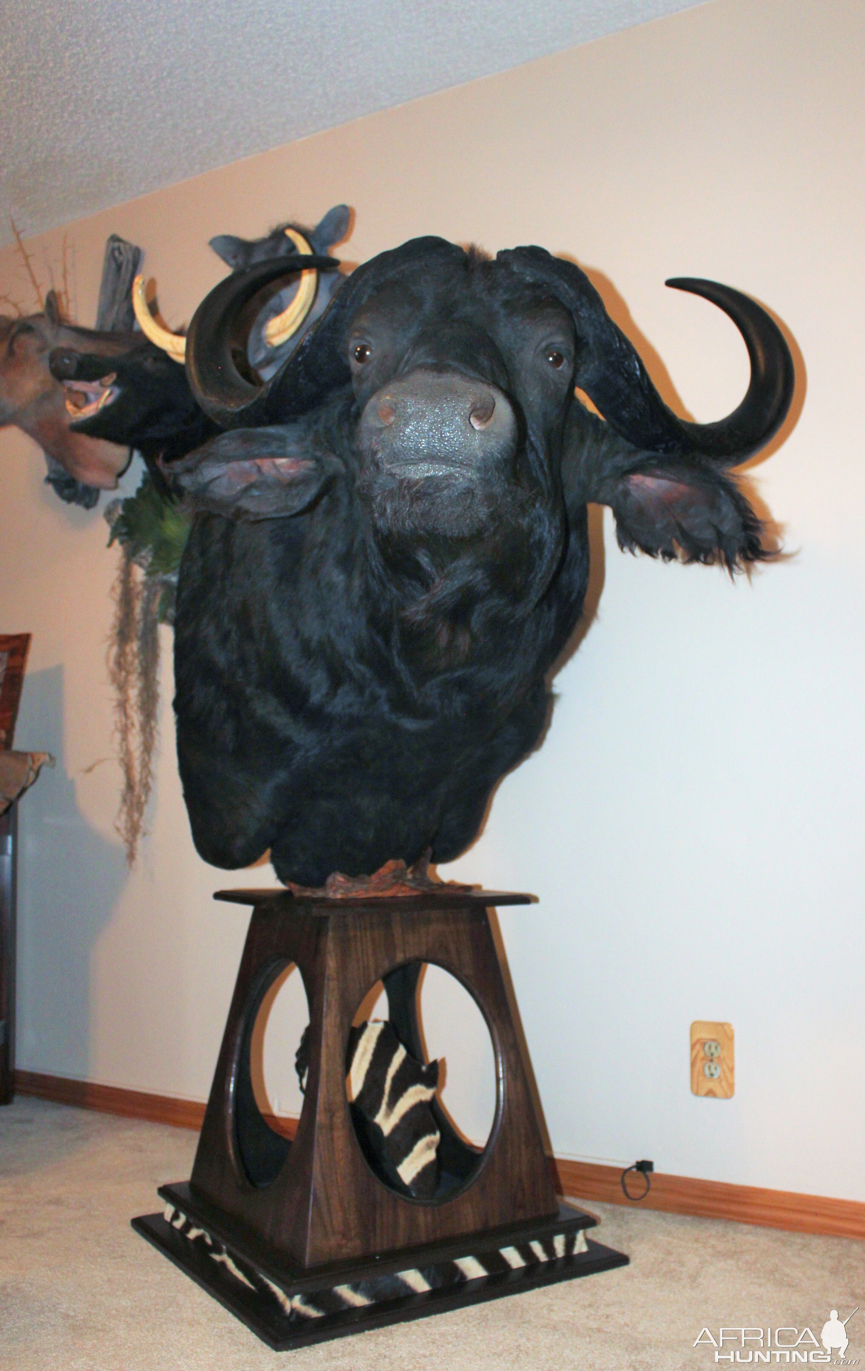 Cape Buffalo Shoulder Mount Pedestal Taxidermy