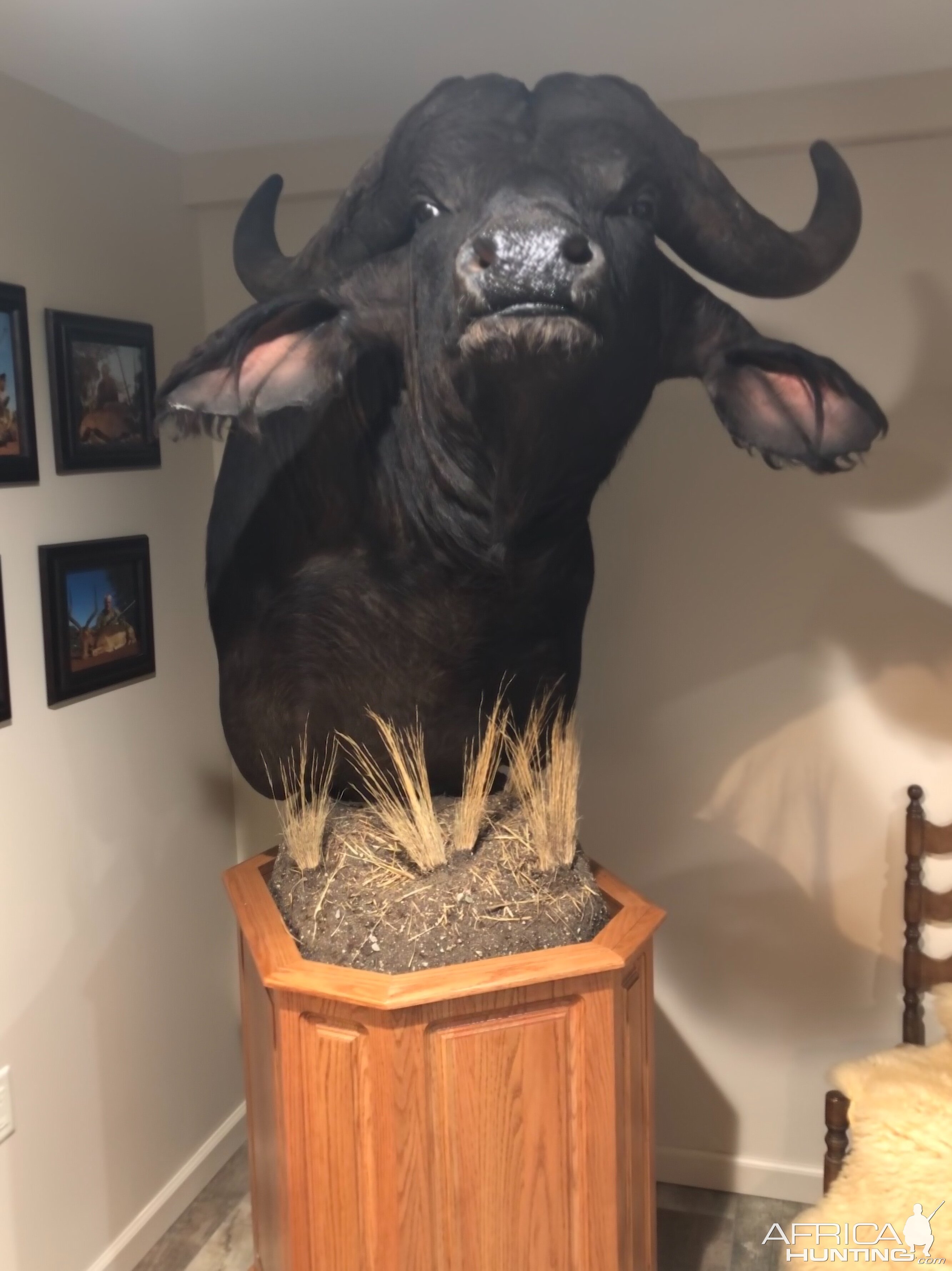 Cape Buffalo Shoulder Mount Pedestal