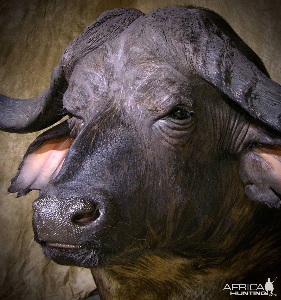 Cape Buffalo Shoulder Mount Taxidermy After