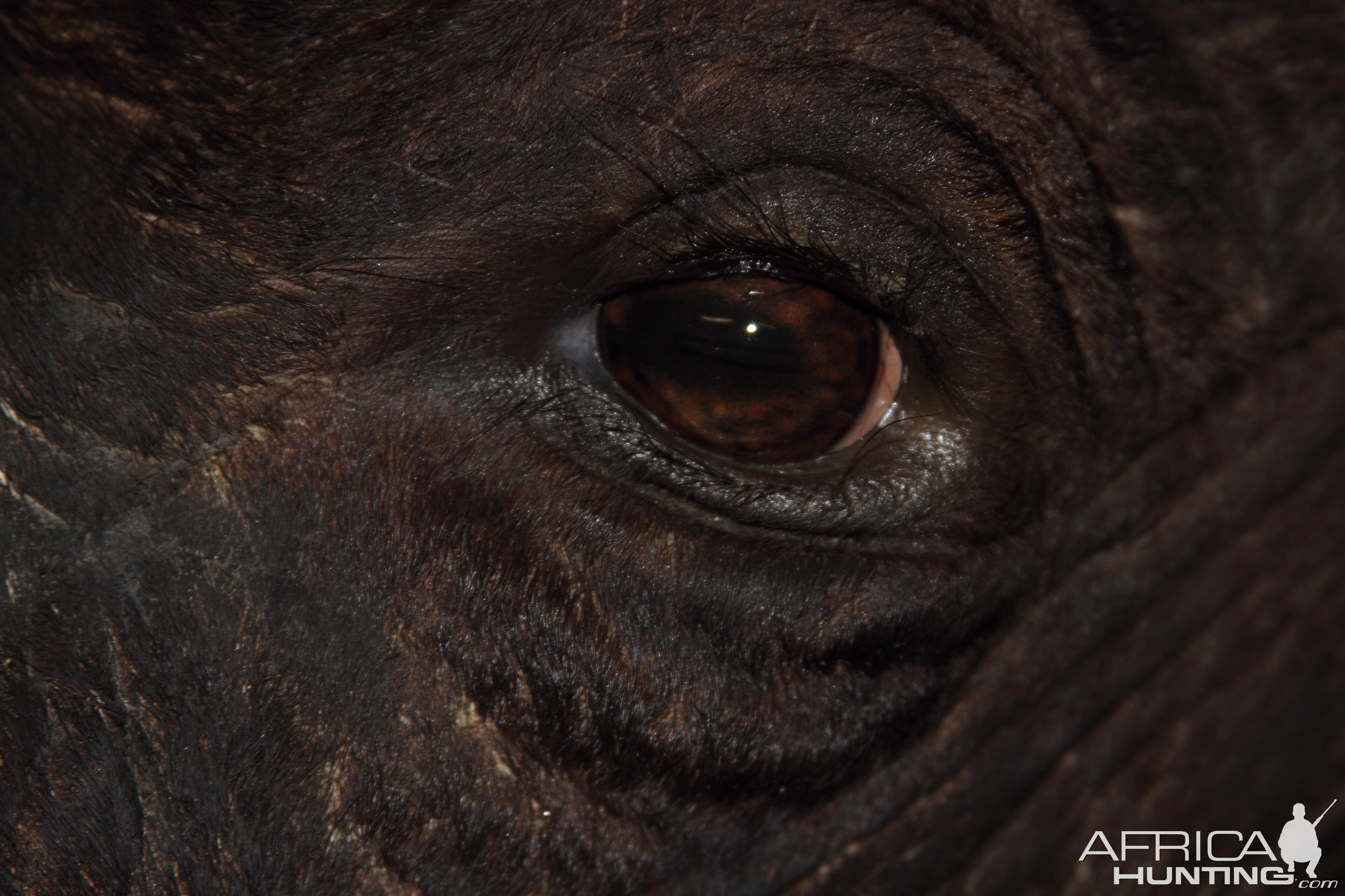 Cape Buffalo Shoulder Mount Taxidermy Eye Close Up