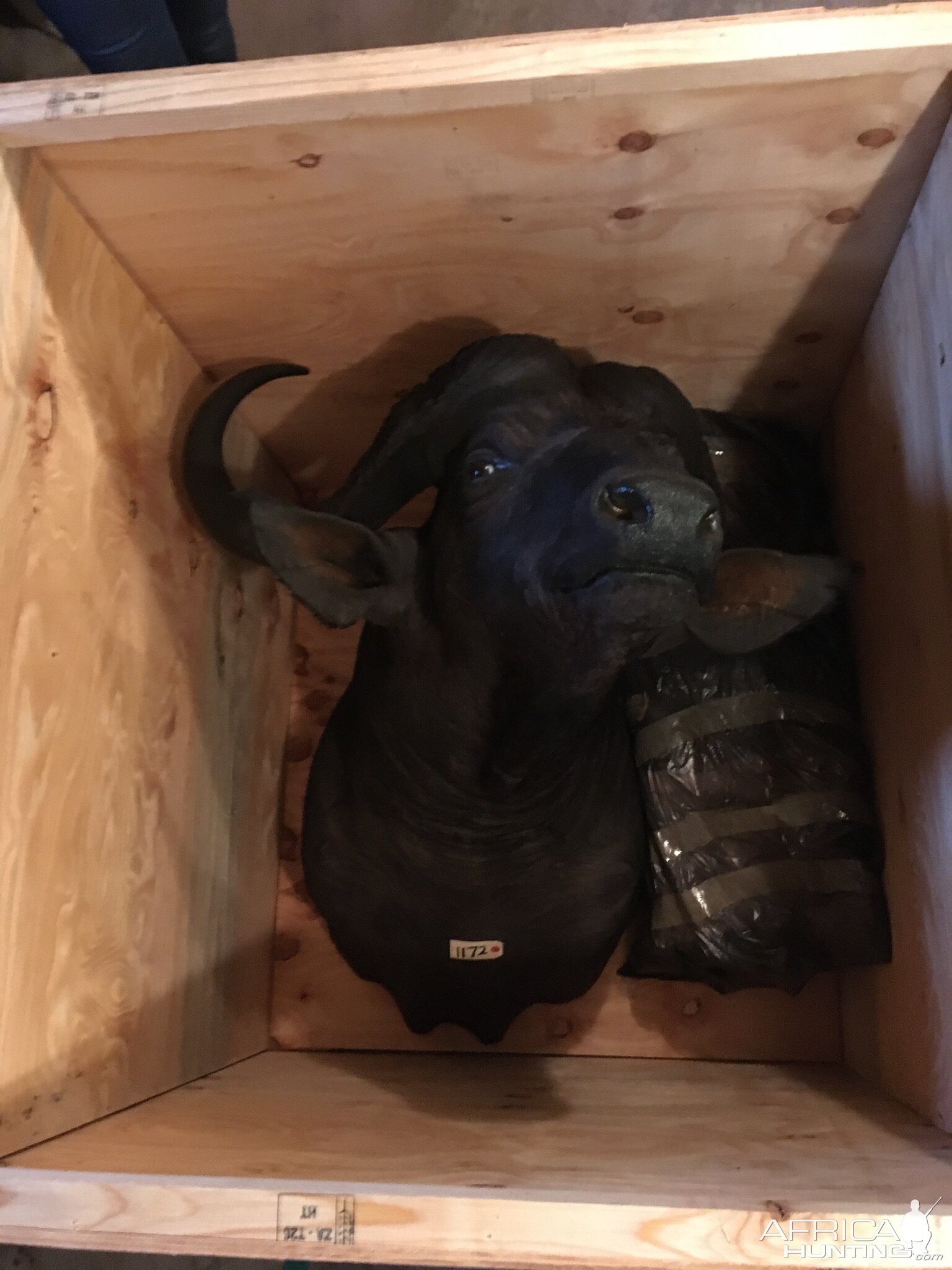 Cape Buffalo Shoulder Mount Taxidermy in Crate