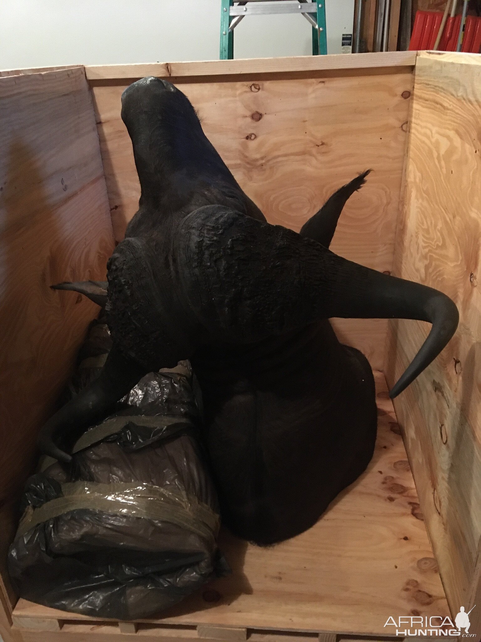 Cape Buffalo Shoulder Mount Taxidermy in Crate