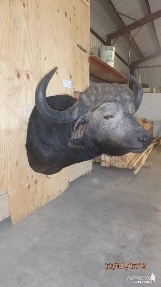 Cape Buffalo Shoulder Mount Taxidermy