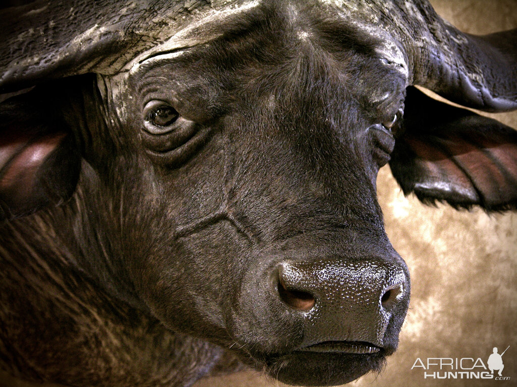 Cape Buffalo Shoulder Mount Taxidermy