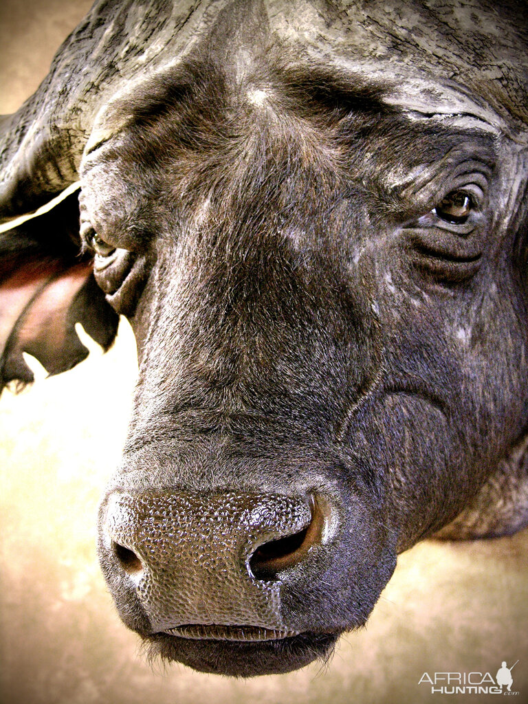 Cape Buffalo Shoulder Mount Taxidermy