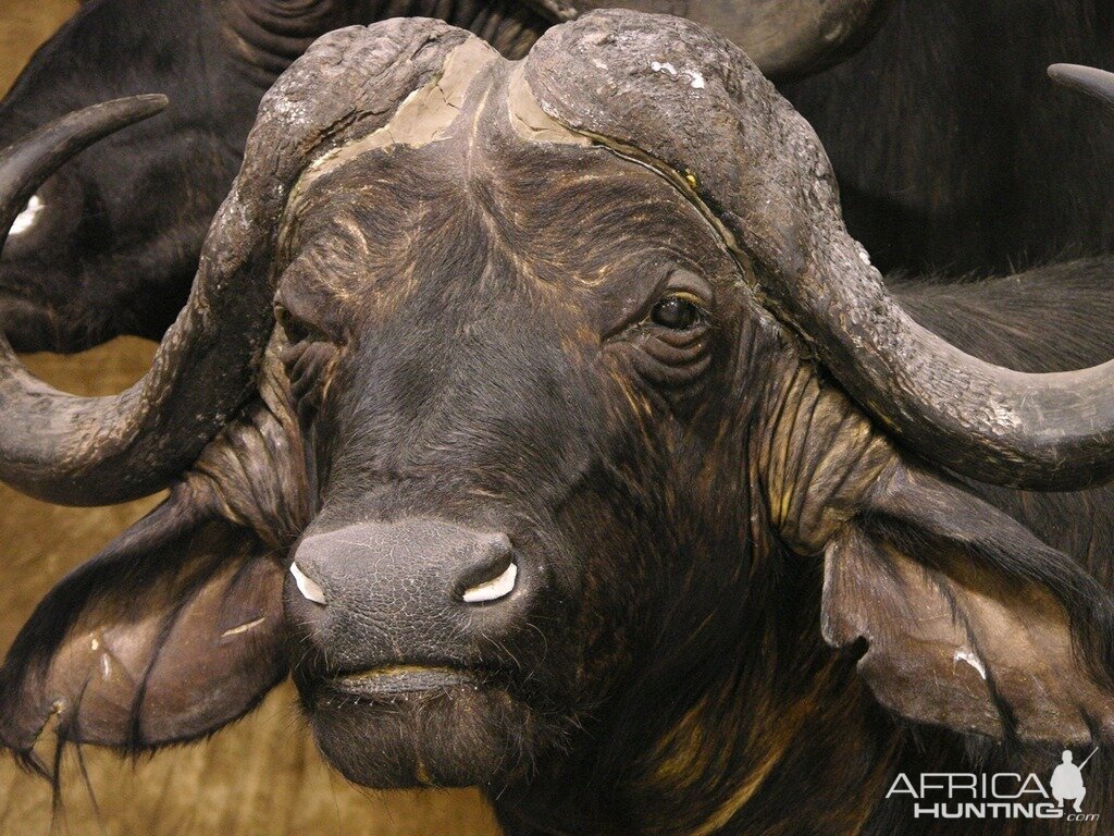 Cape Buffalo Shoulder Mount Taxidermy