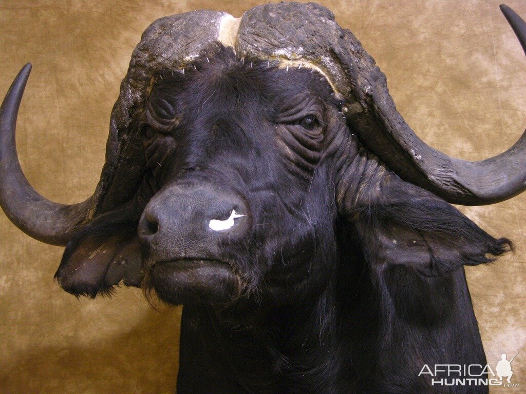 Cape Buffalo Shoulder Mount Taxidermy