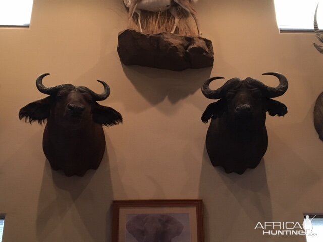 Cape Buffalo Shoulder Mount Taxidermy