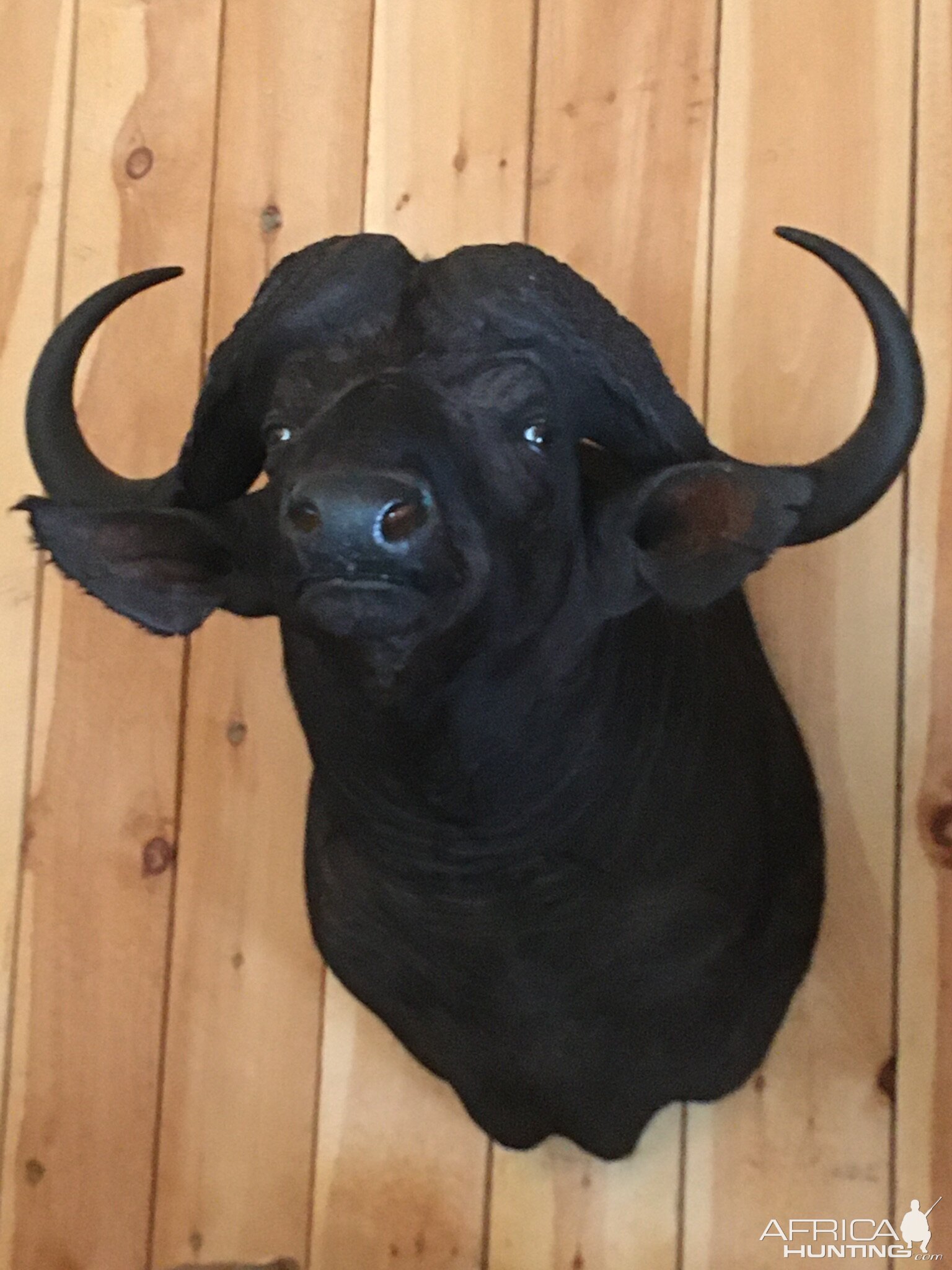 Cape Buffalo Shoulder Mount Taxidermy