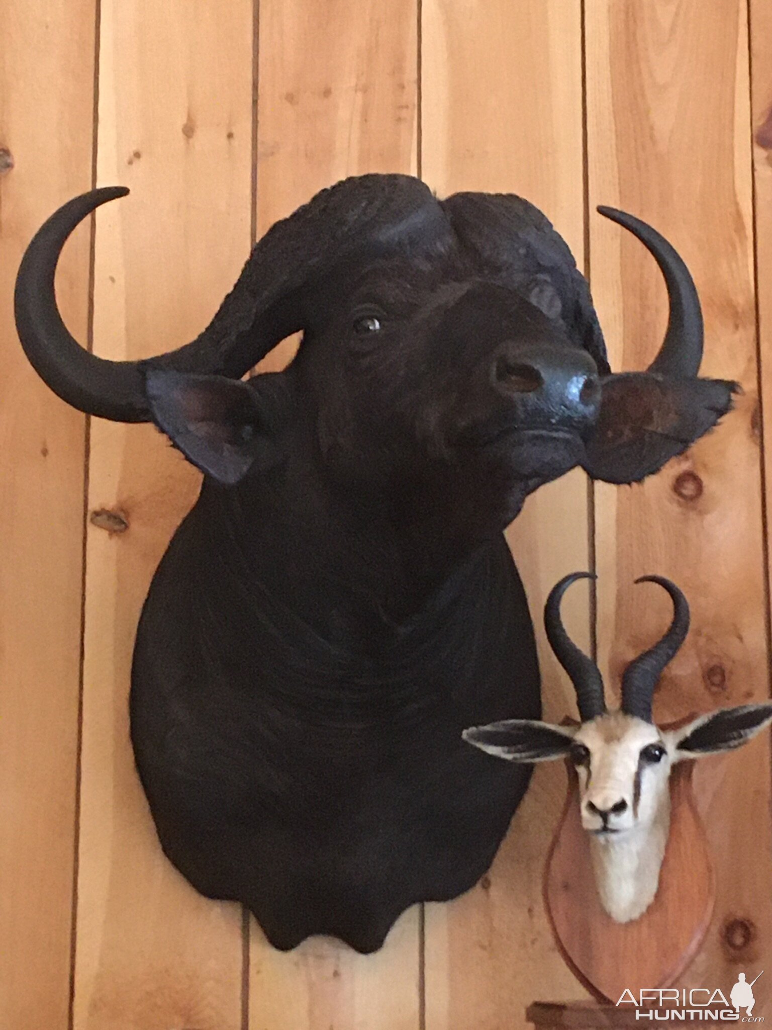 Cape Buffalo Shoulder Mount Taxidermy