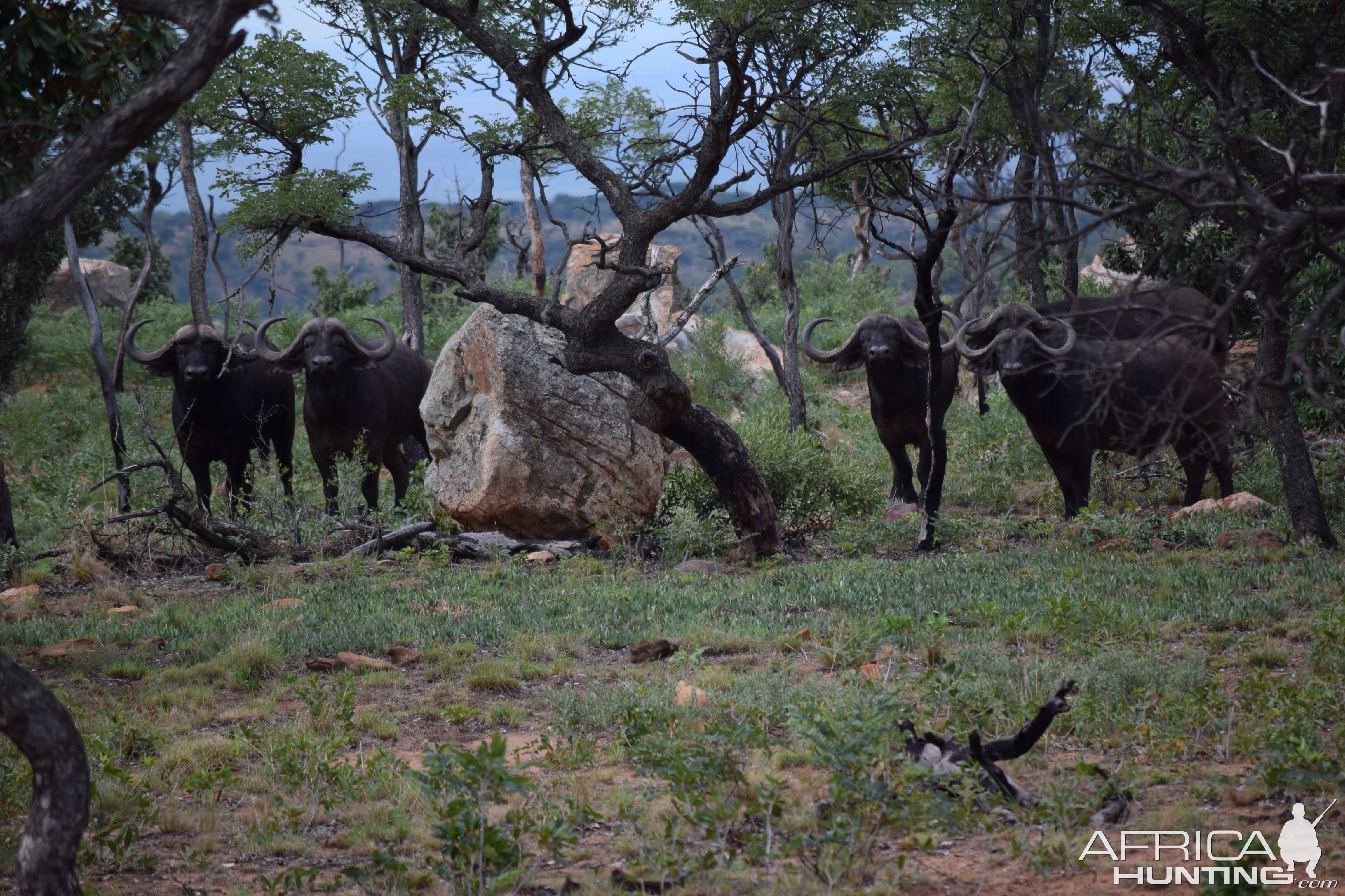 Cape Buffalo sighting South Africa