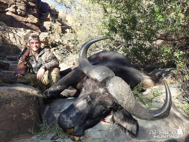 Cape Buffalo South Africa Hunt