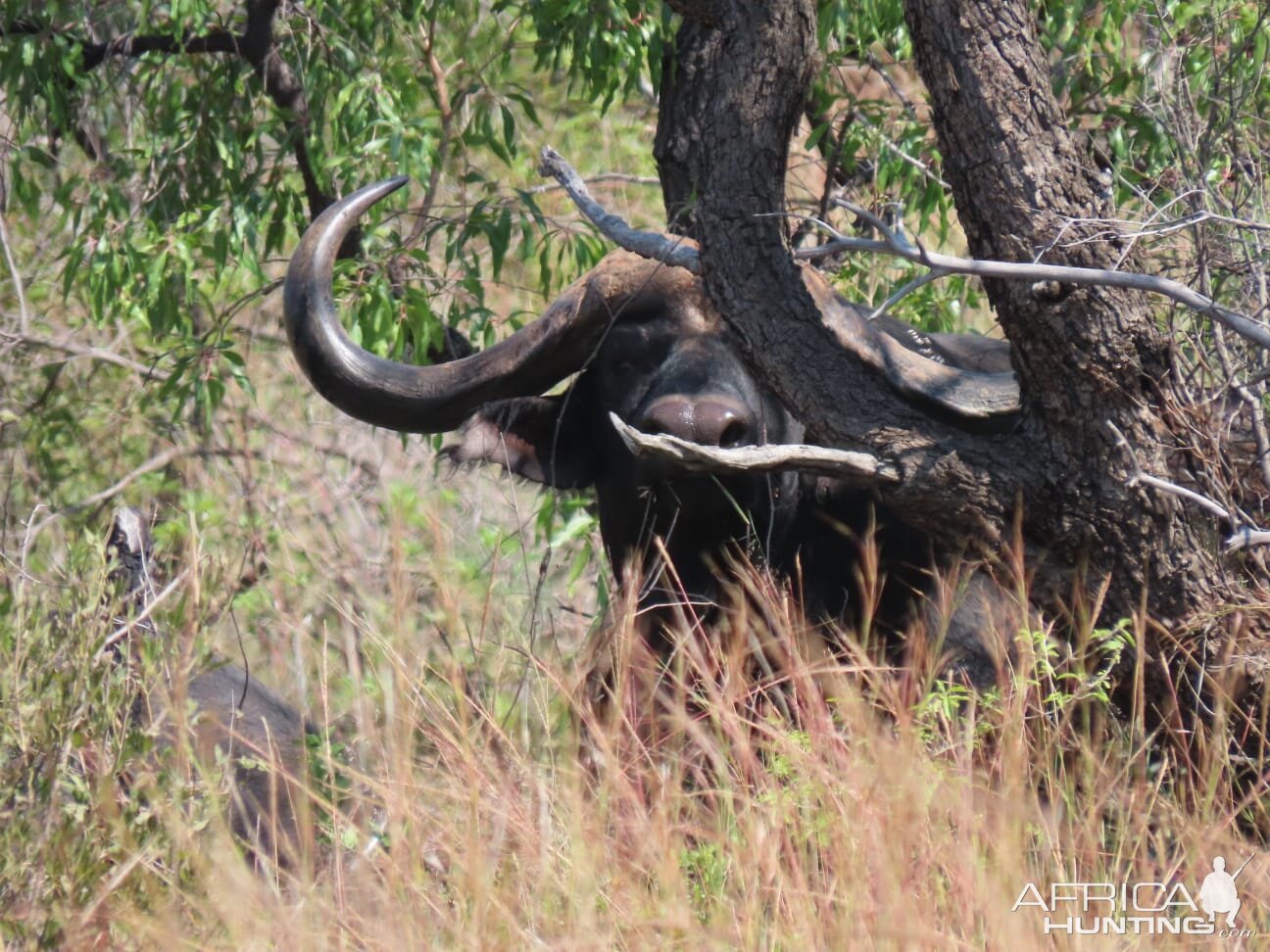 Cape Buffalo South Africa