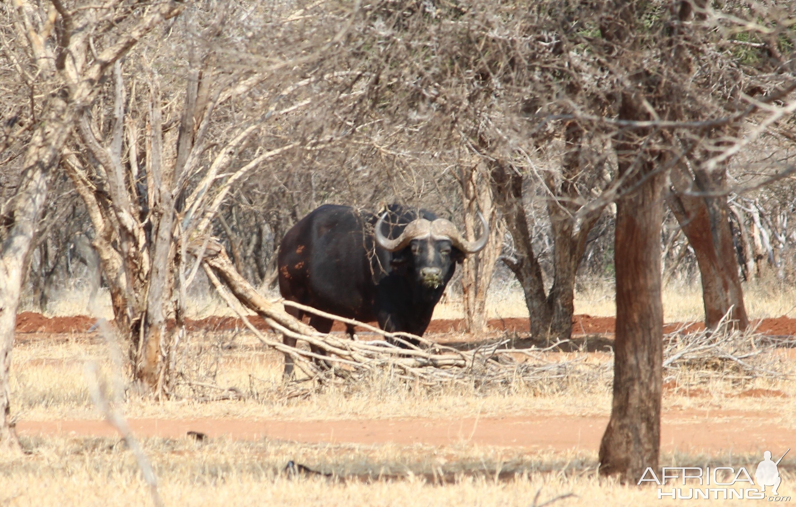 Cape Buffalo South Africa