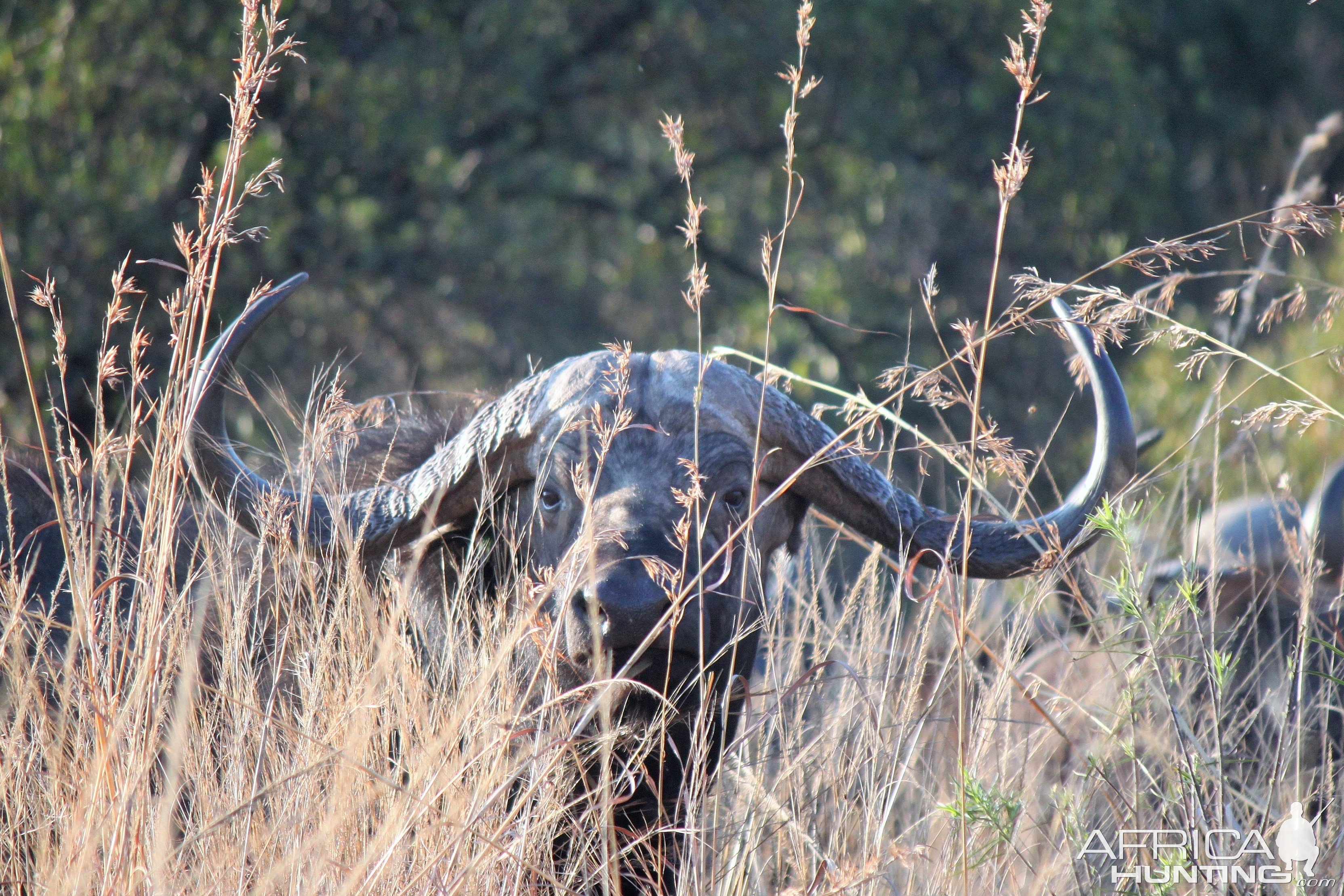 Cape Buffalo South Africa