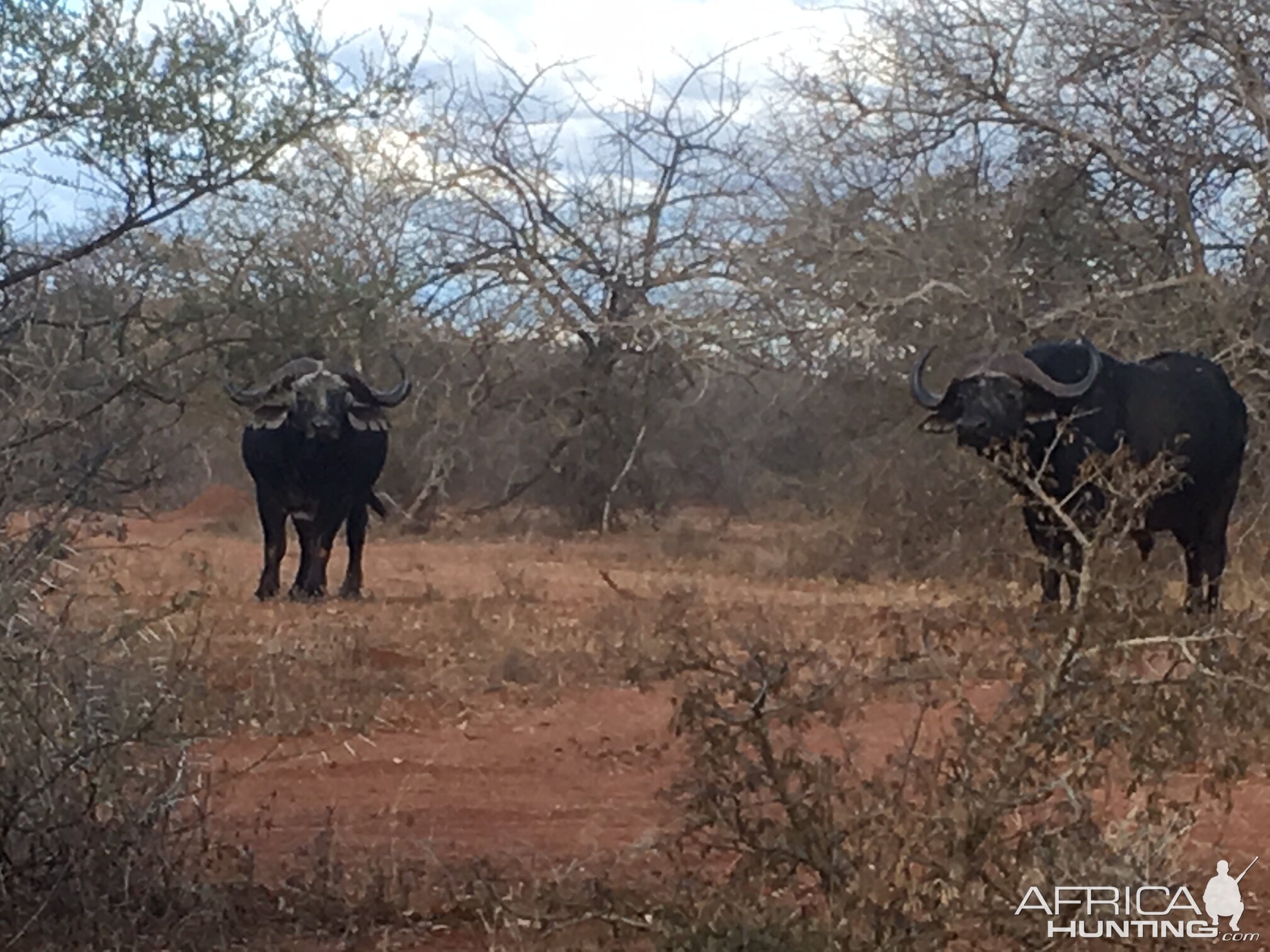 Cape Buffalo South Africa